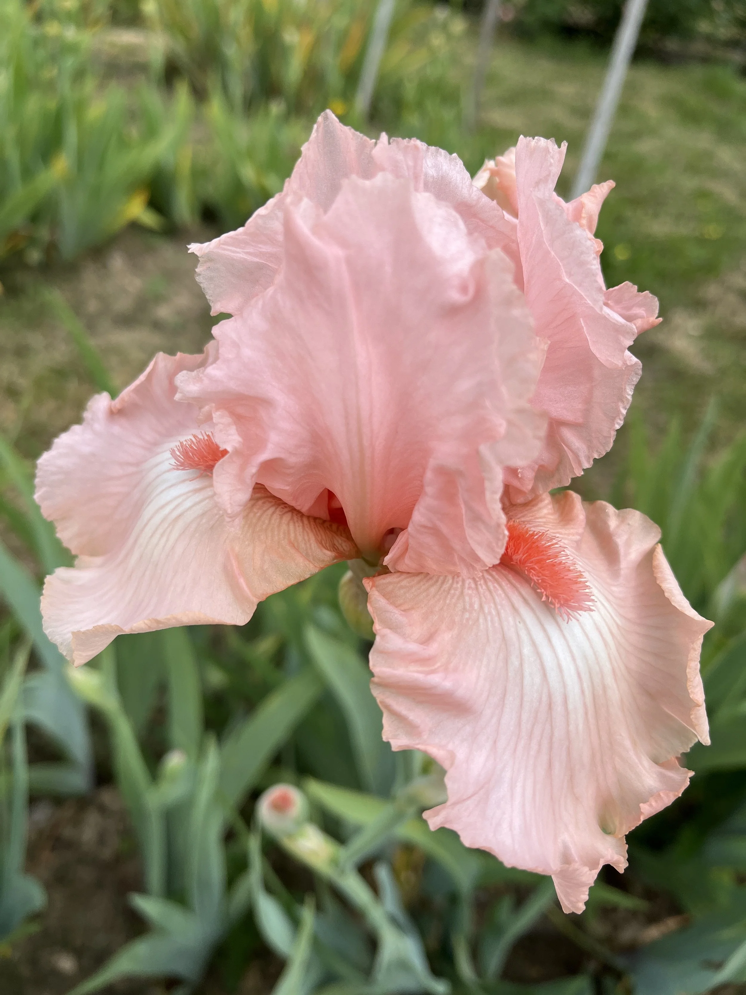 IMG_0978.JPG