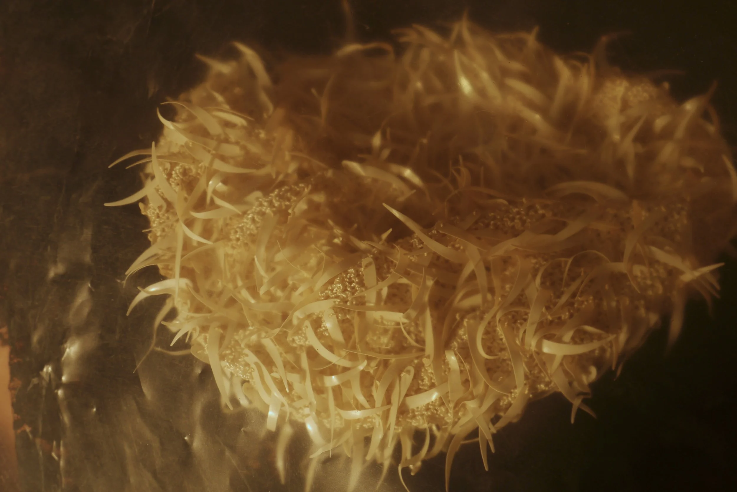 A Study of Dust