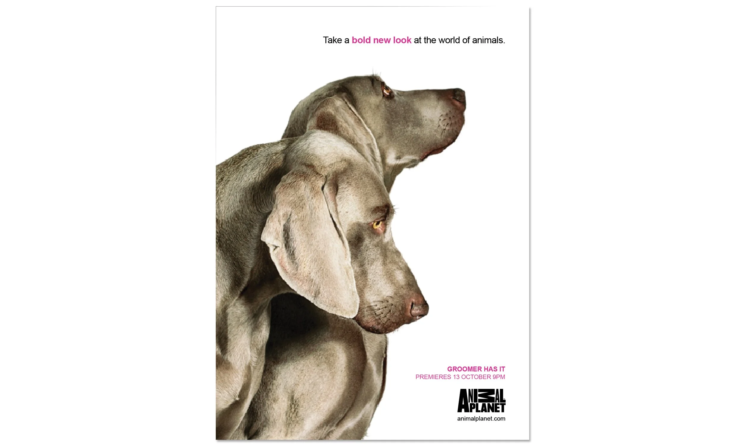 SQ_AP REBRAND_2500X1500@300_DOGS.jpg