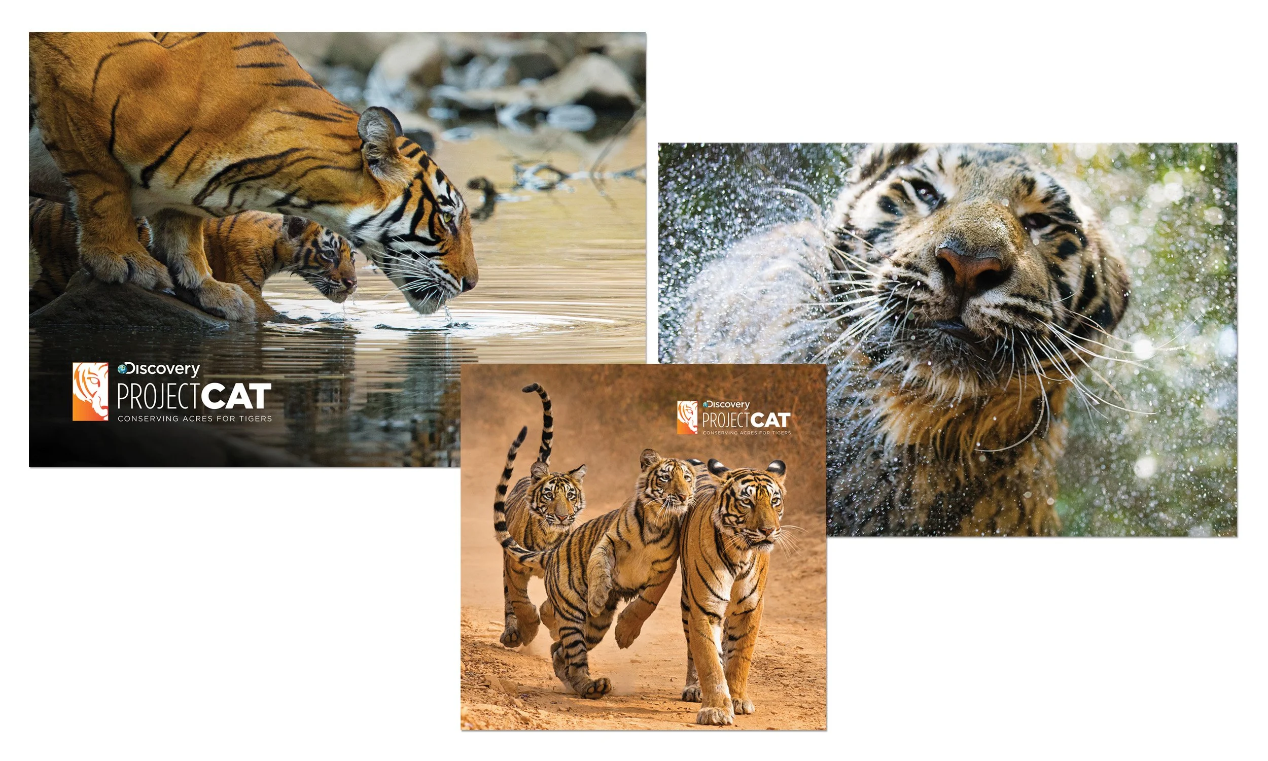 VF_TIGER DREAM_2500 X 1200@300_IMAGE GRP 2.jpg