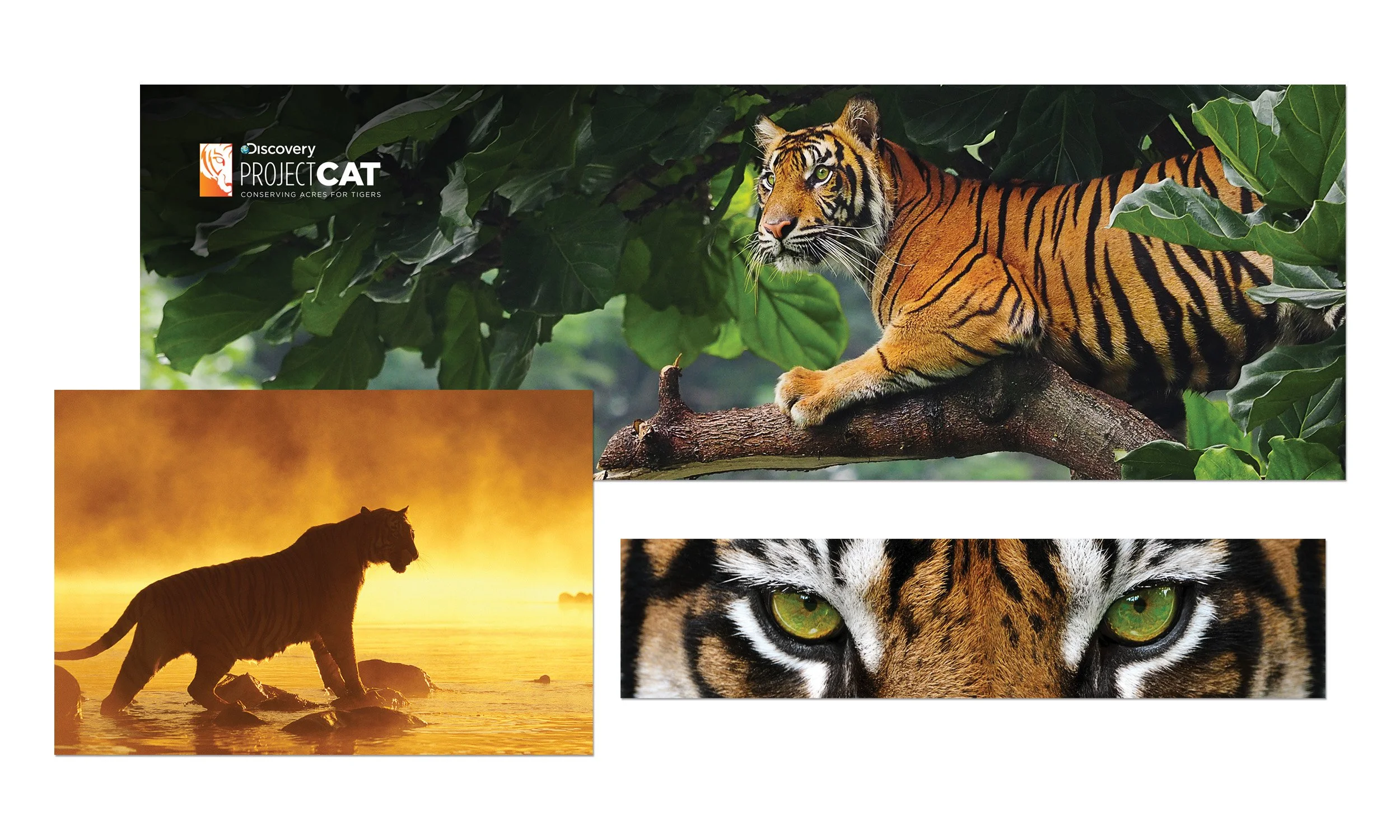 VF_TIGER DREAM_2500 X 1200@300_IMAGE GRP 1.jpg