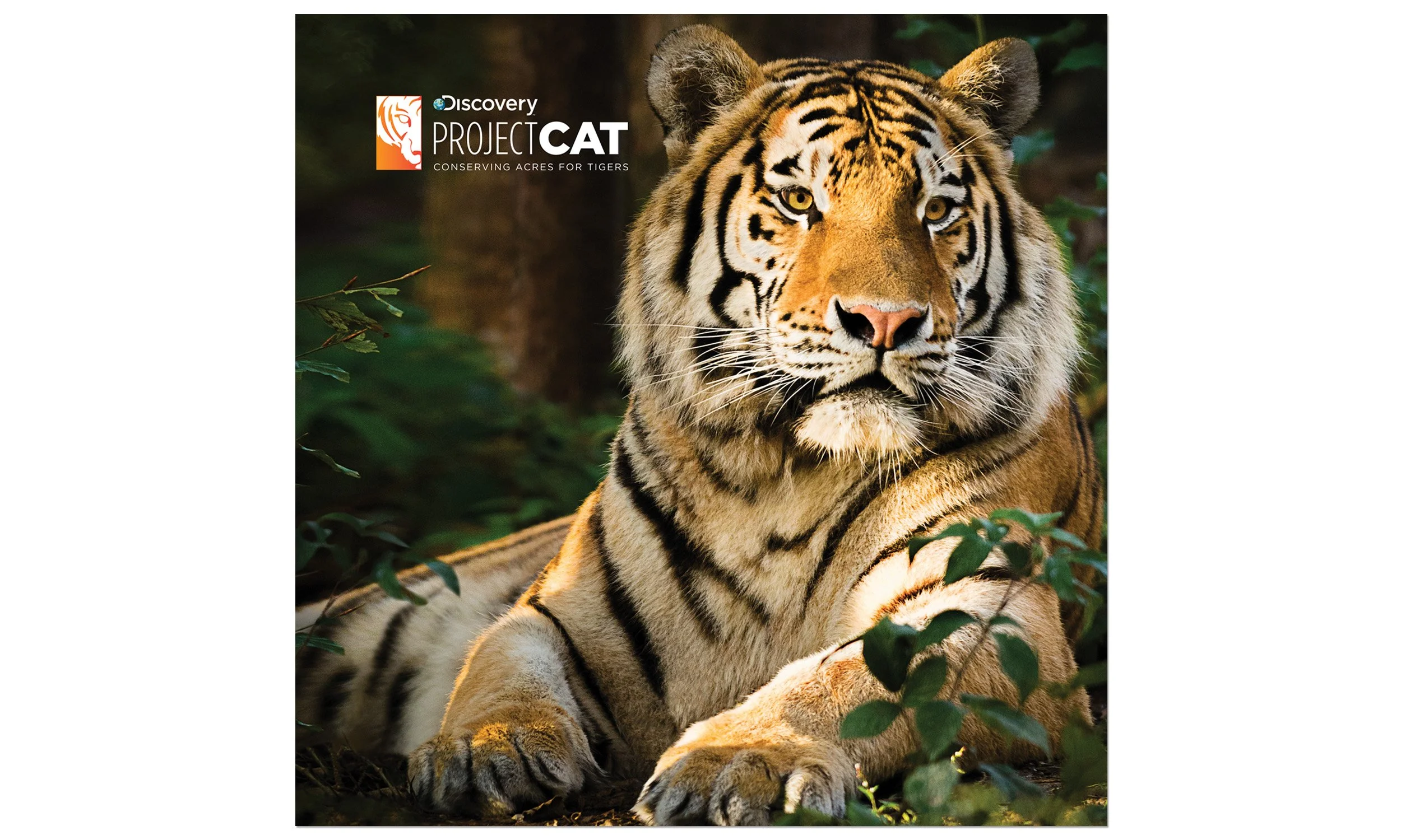 VF_TIGER DREAM_2500 X 1200@300_MAIN PORTRAIT.jpg