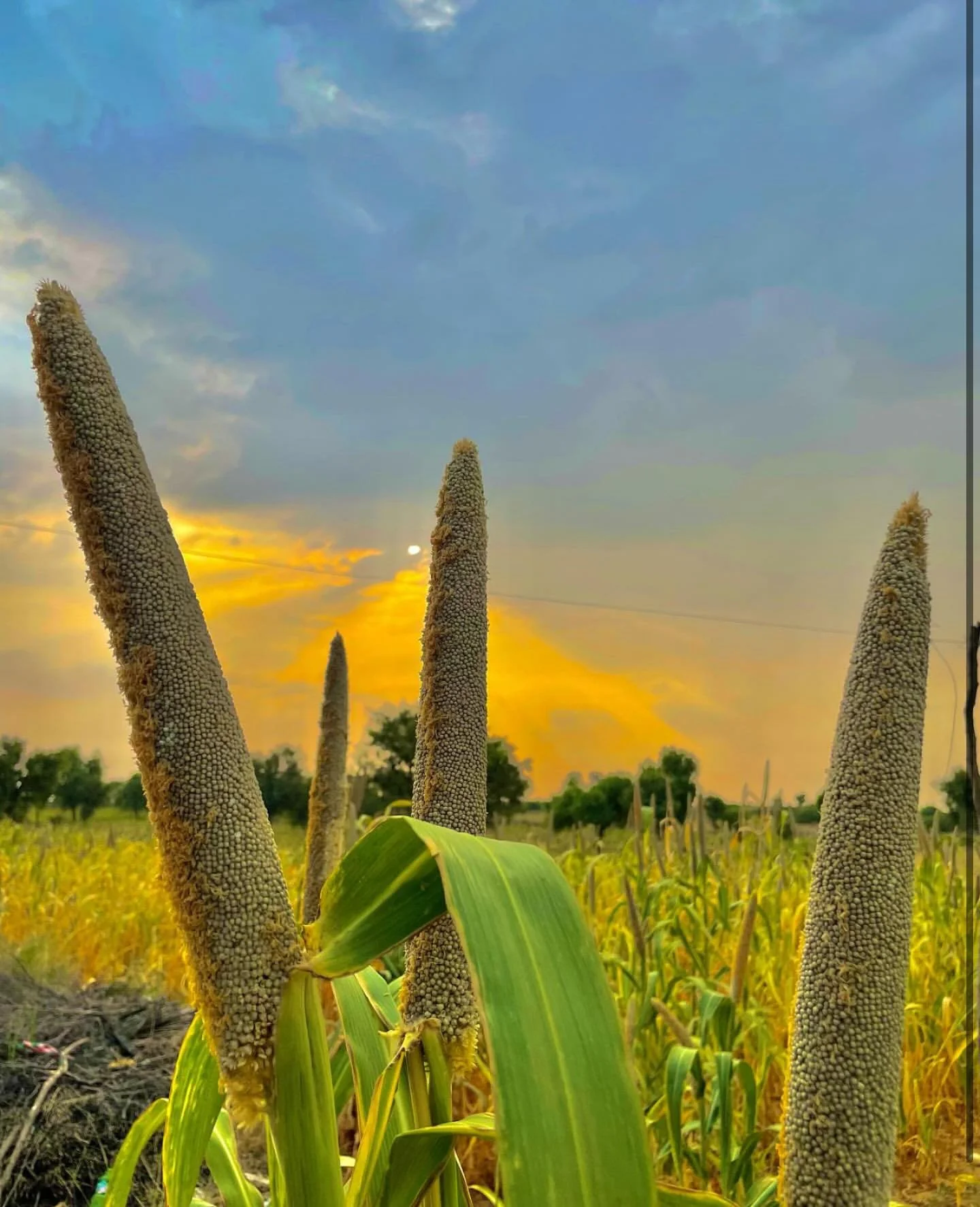 Panjab was split in 1947, its heart torn by partition. This caused catastrophic intergenerational trauma that still festers. We will continue to see painful world events and I often wonder how we can continue to navigate in an unstable world. Then I 