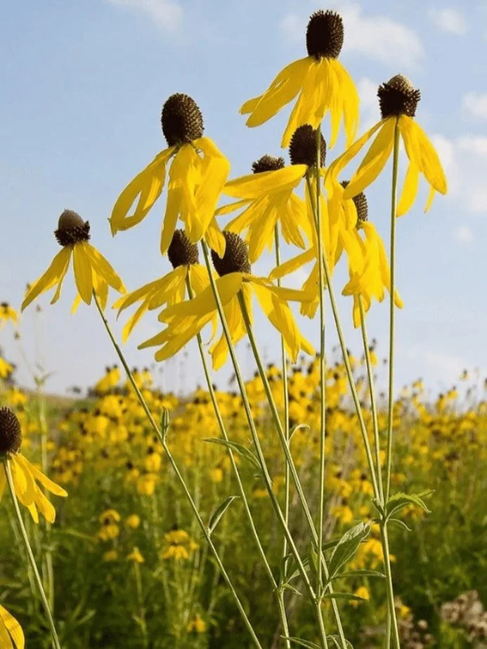 &ldquo;Autonomic state drives the story we tell about our lives. When we are regulated, the world feels manageable; when we are not, even small challenges can feel overwhelming. The work is to learn how to return to a state of safety and connection.&