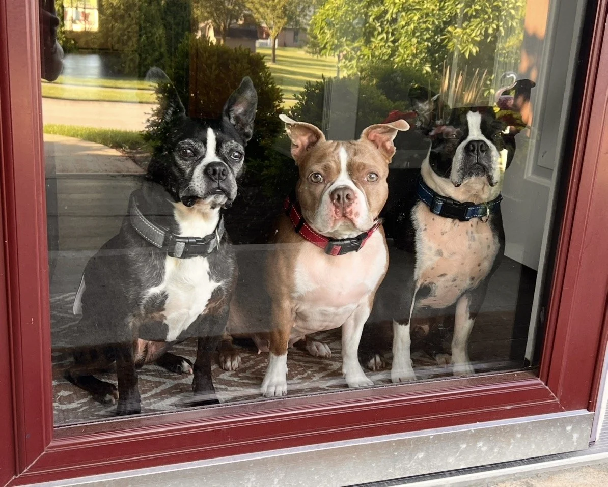 Three dogs looking through a glass door, with outdoor greenery and a sidewalk visible behind them.