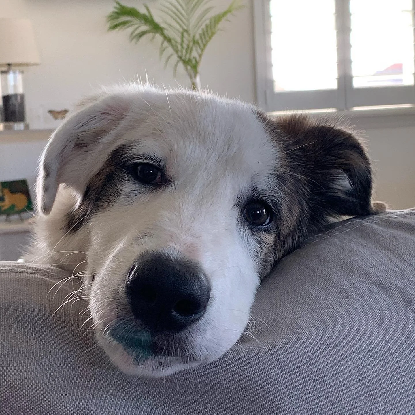 I donate $5 from every animal communication session to a cause or place that helps and supports animals. June was Hawaii Animal Rescue Foundation @hawaiianimalrescuefoundation #HARF 🙌💕 that I where I met my dog Enzo !! July I will be donating to Ma
