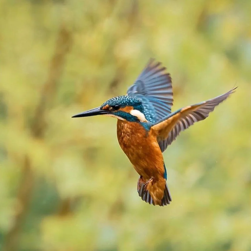 Would you like to learn how to communicate with animals?  If anyone out there is interested in a 2 part zoom class on how to communicate with animals let me know. Looking for at least 4 people for a complimentary trail class/ workshop - reply here or