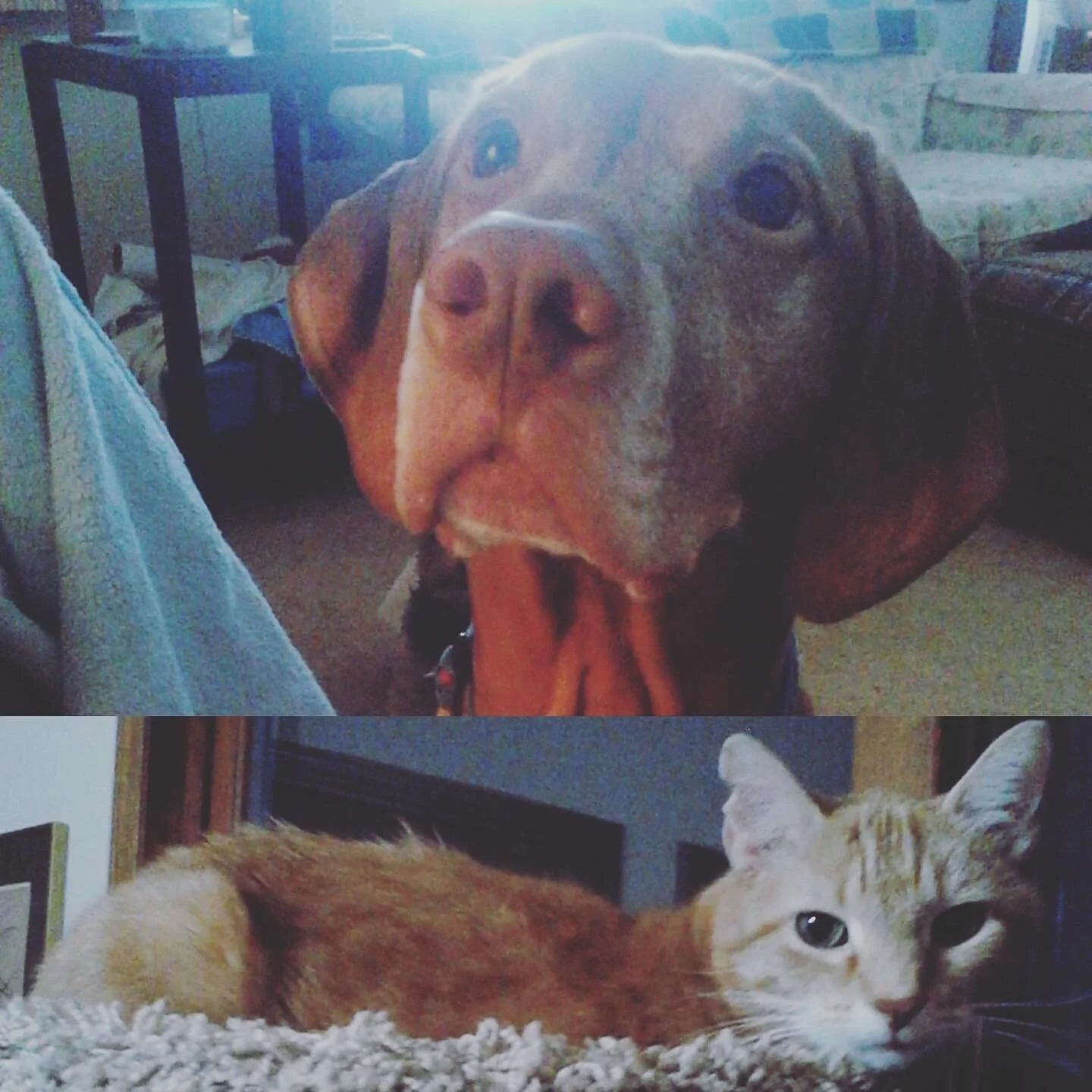 Meet peaches the dog and Twinkie the cat. Julie there 2 legged mom contacted me about communicating with them. First order was Twinkie as he is very sick. Although Twinkie is sick his spirit communicated quick and brought so much love. He showed me h