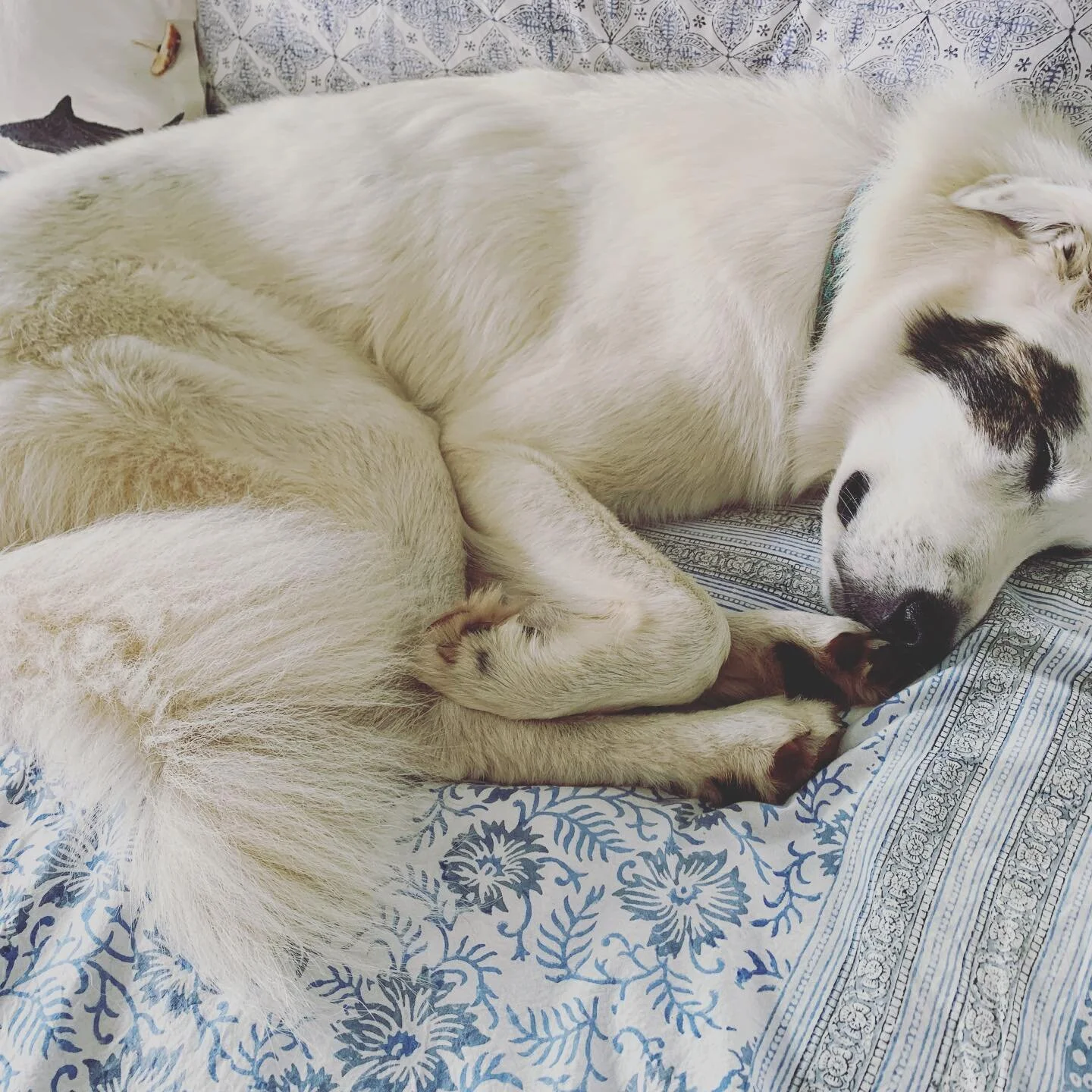 Getting his beauty rest &hellip; he&rsquo;s either napping or running 😂