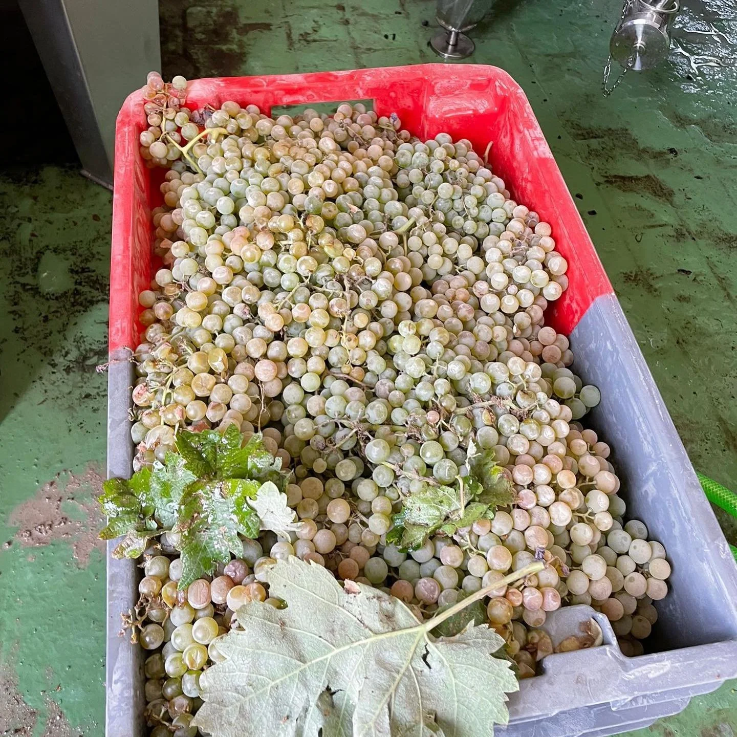 I am so excited to share that Cultivo will have a 2023 vintage. The grapes for this vintage were harvested just this morning!

2023 marks the first vintage in Spain for Cultivo. Spain and Spanish varietals were always a dream and this is the beginnin