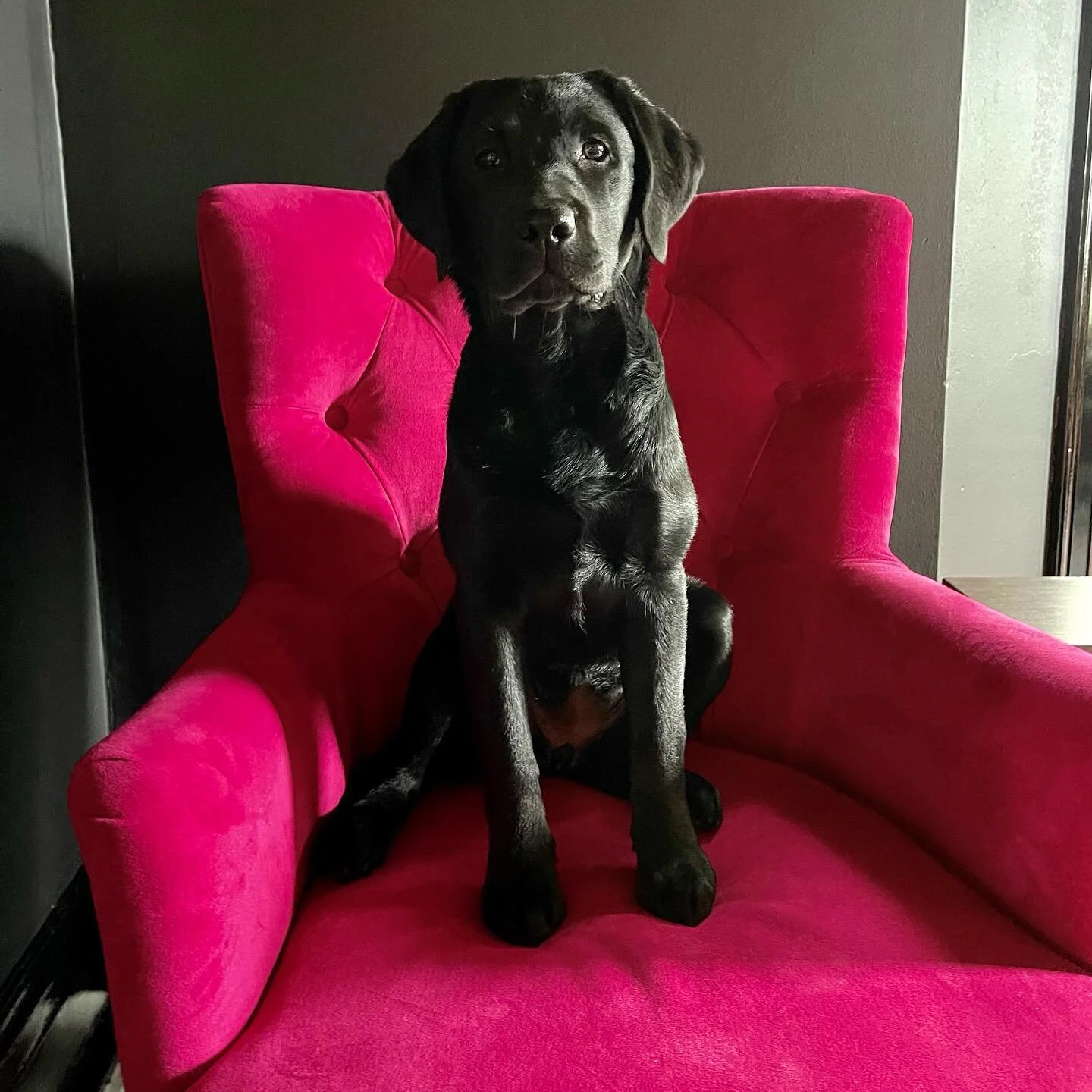 Shameless post of the Plass House Pups. We love these girls so much. It&rsquo;s so nice having them in this house, they absolutely love it. ❤️❤️❤️😭😭