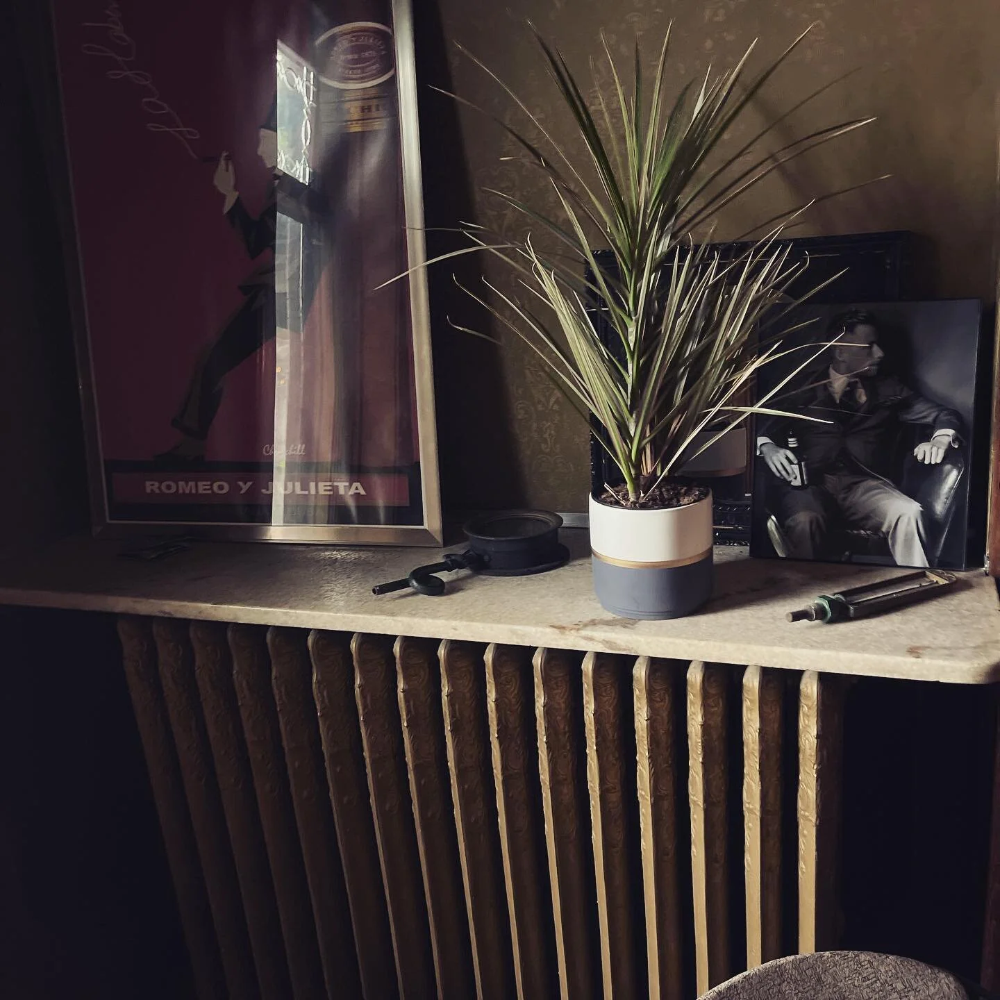 This room has a vibe. The cone of shame really brings it together.