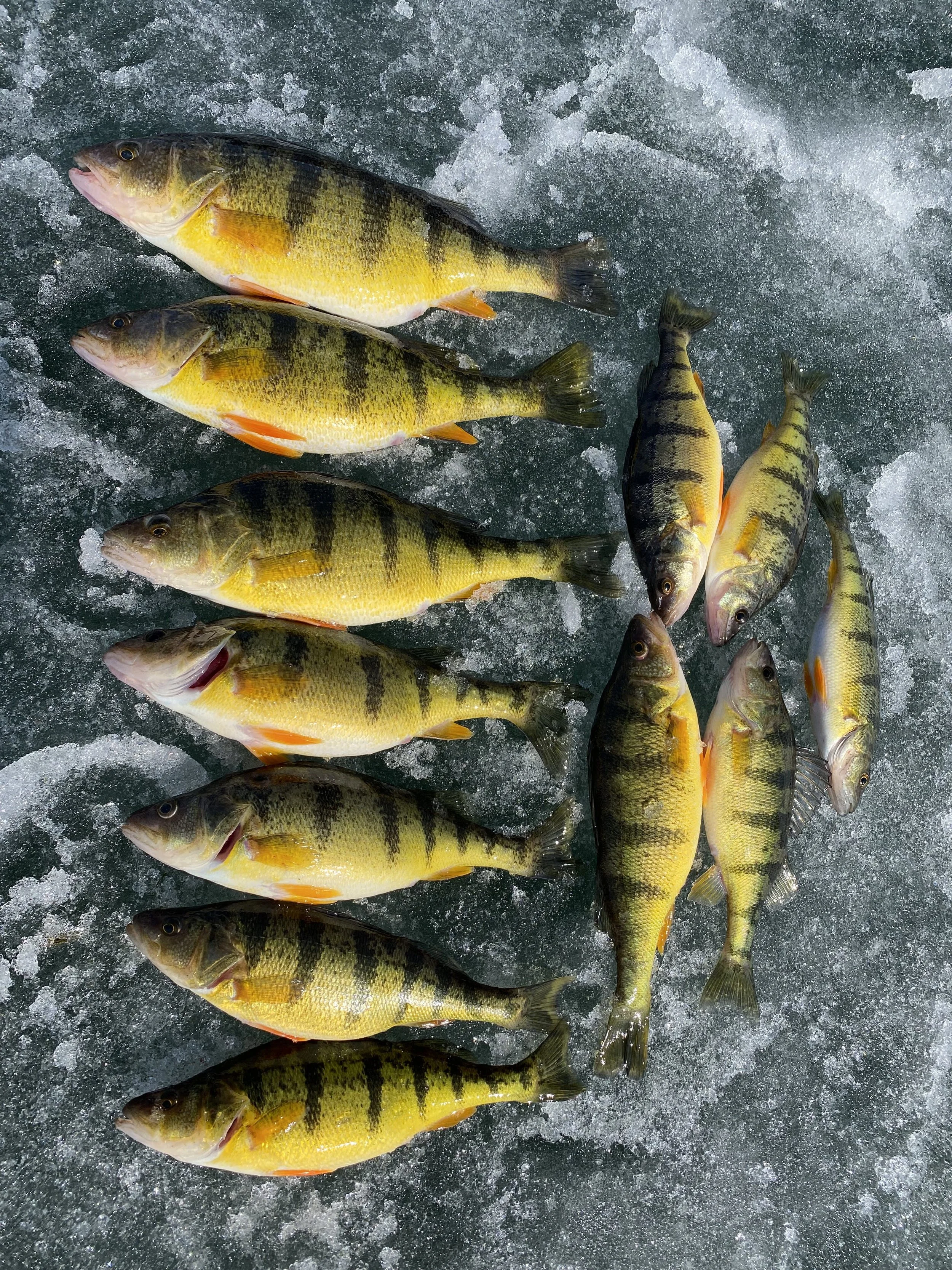 Wood Angling Lake Simoce Ice Fishing Guide | Jumbo Perch on Ice