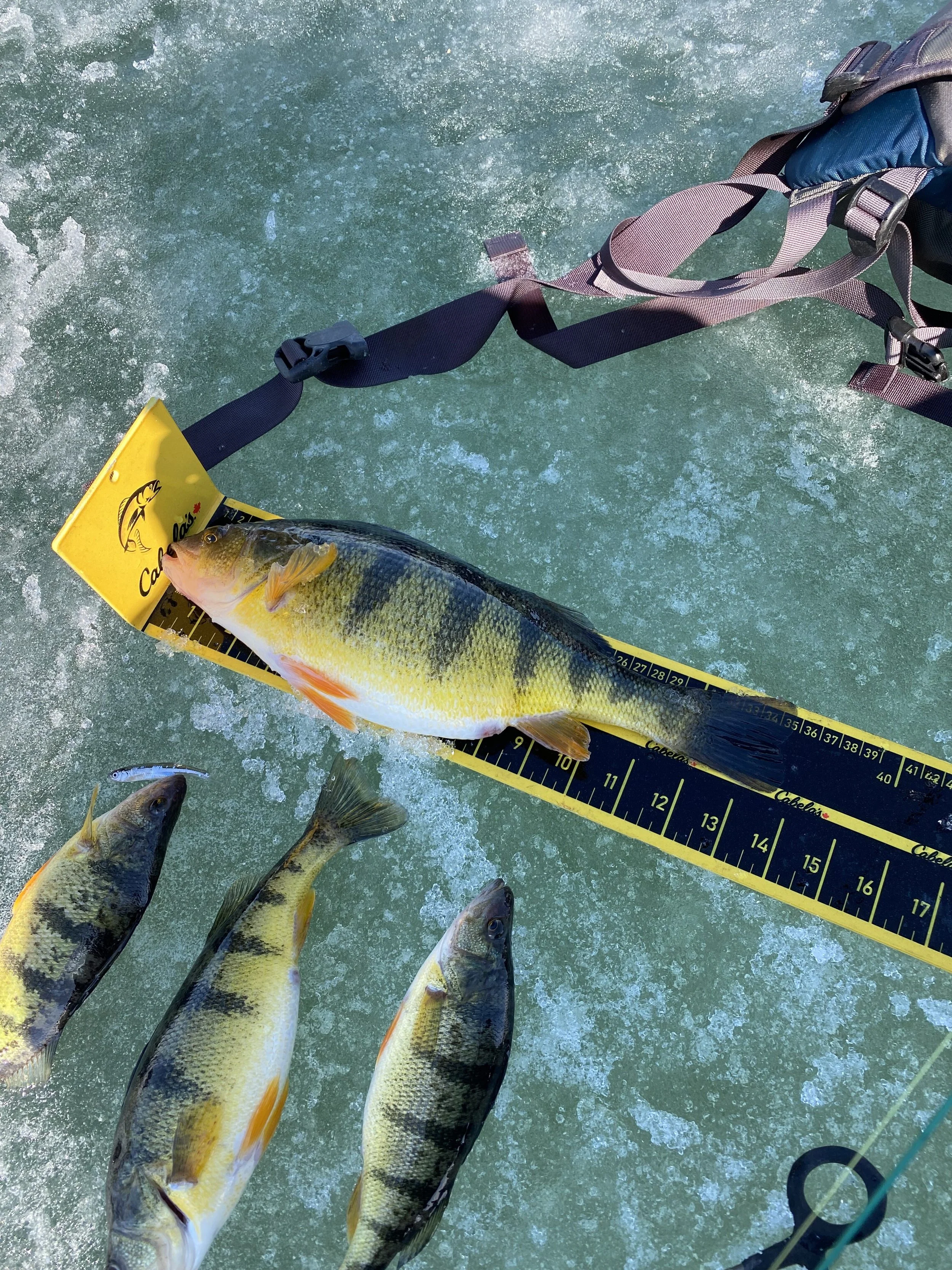 Wood Angling Lake Simcoe Ice Fishing Guide | Jumbo Perch