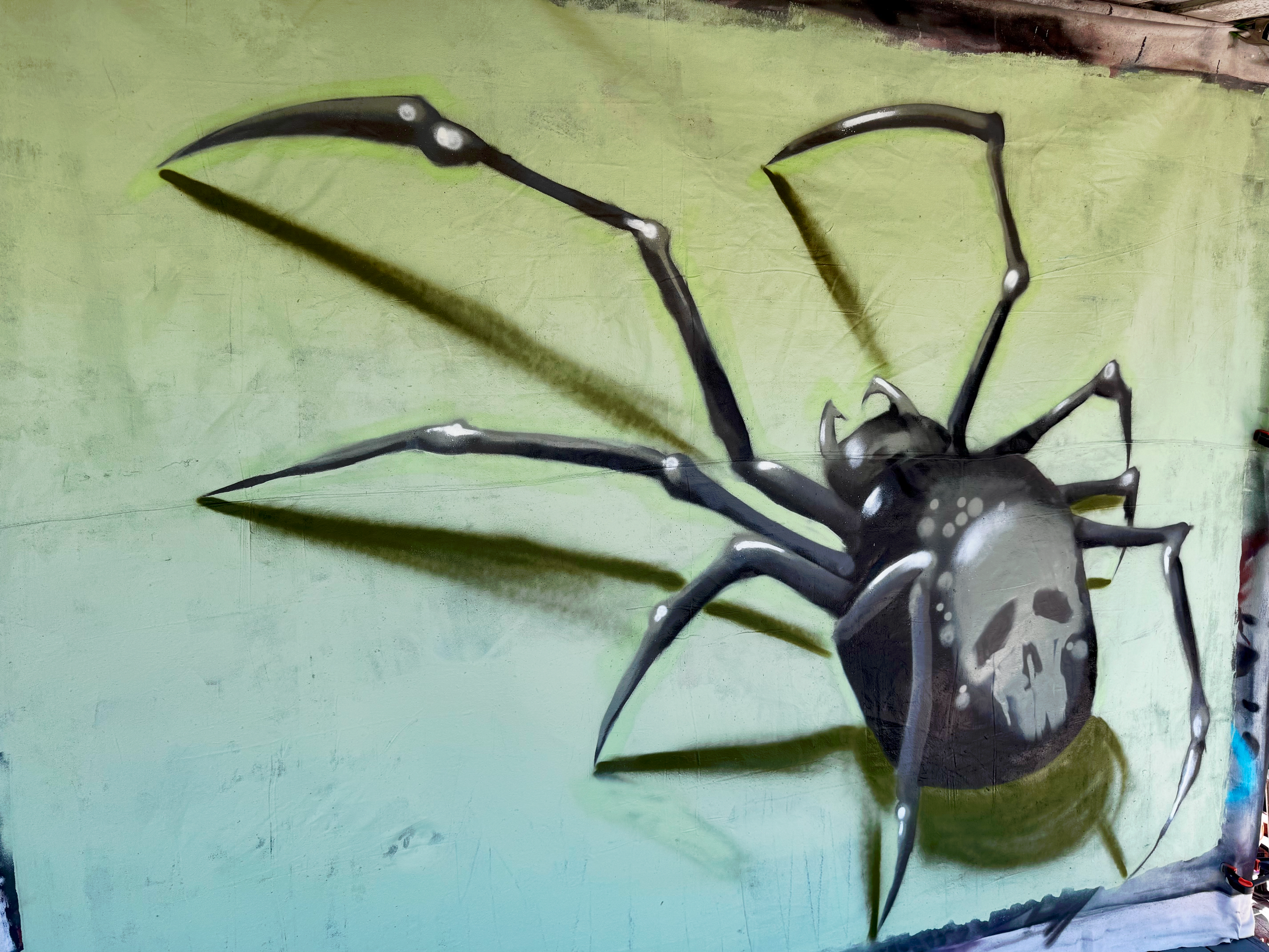 Spider.png
