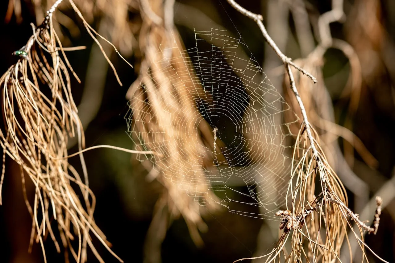 Charlotte’s Web