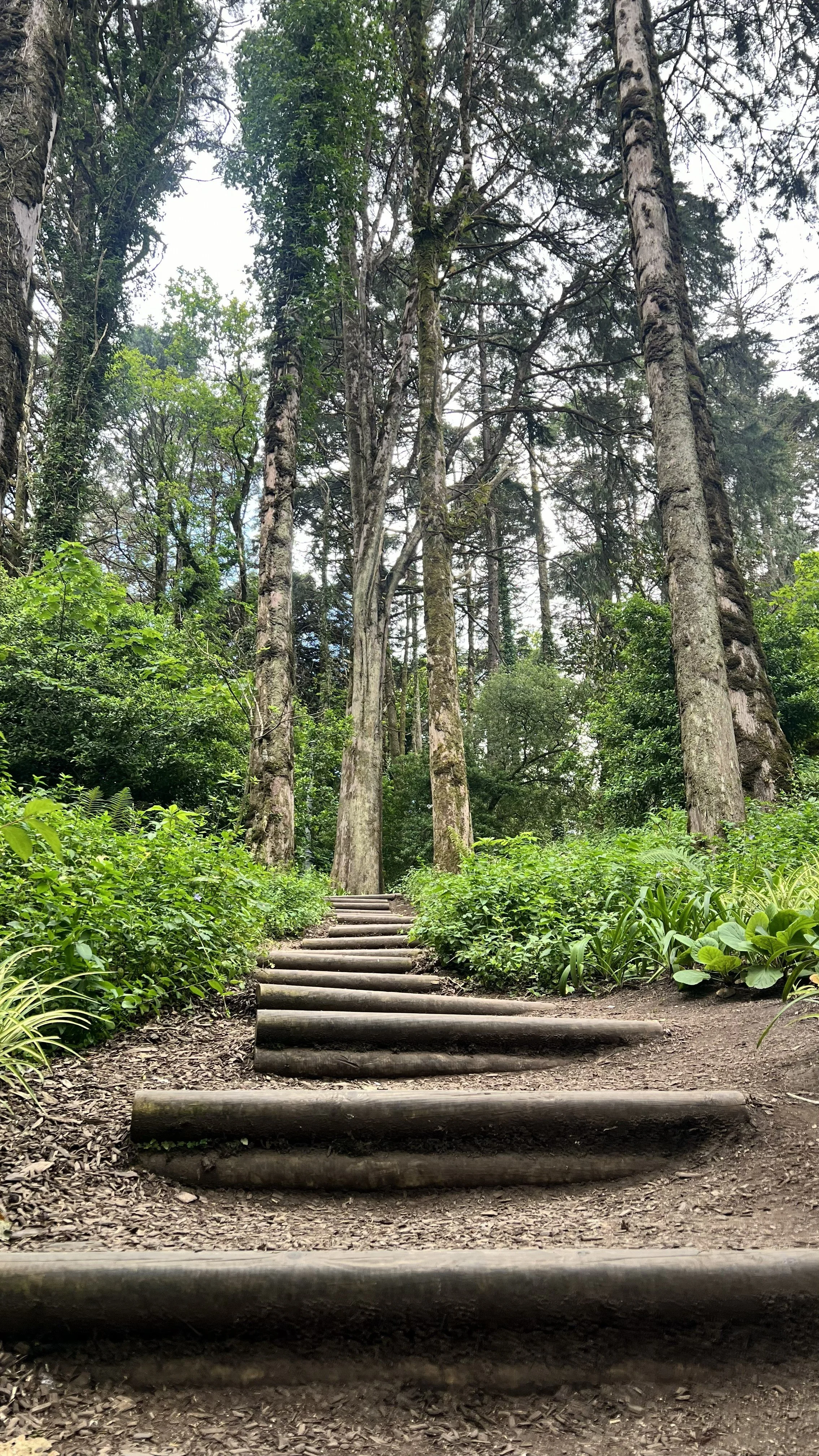Sintra, Portugal, in the park at Pena Palace. Wooden steps leading into a dense forest with tall trees and green foliage.