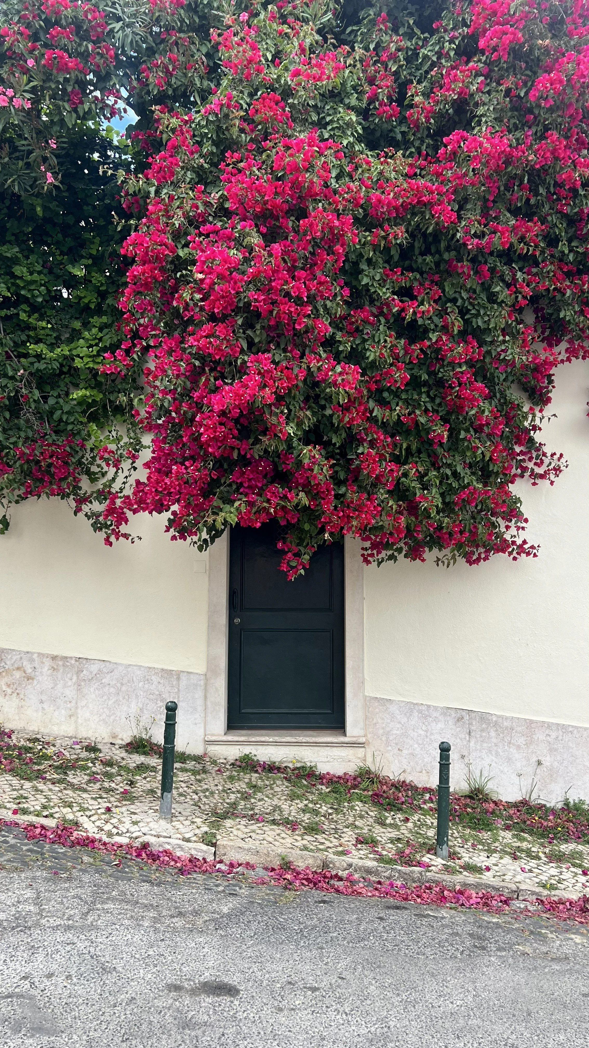 Lisbon, Portugal. A black door set into a cream-colored wall, with a large bougainvillea bush with vibrant pink flowers spreading over the top and surrounding the door.