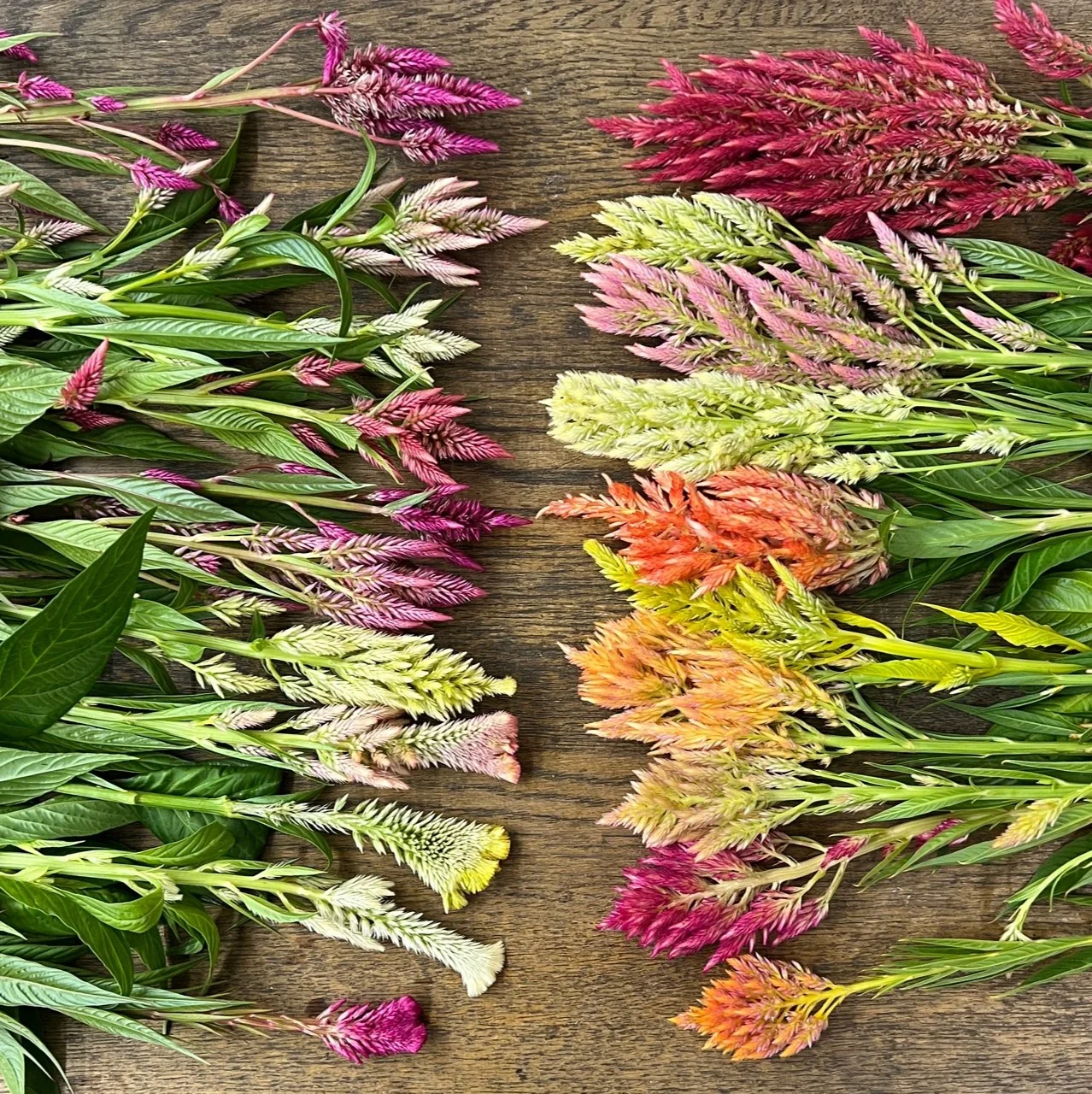 Blue_Rooster_Farms_Birmingham_Alabama_U-pick_Wedding_Events_Mixed_Celosia_Colors.webp (Copy)