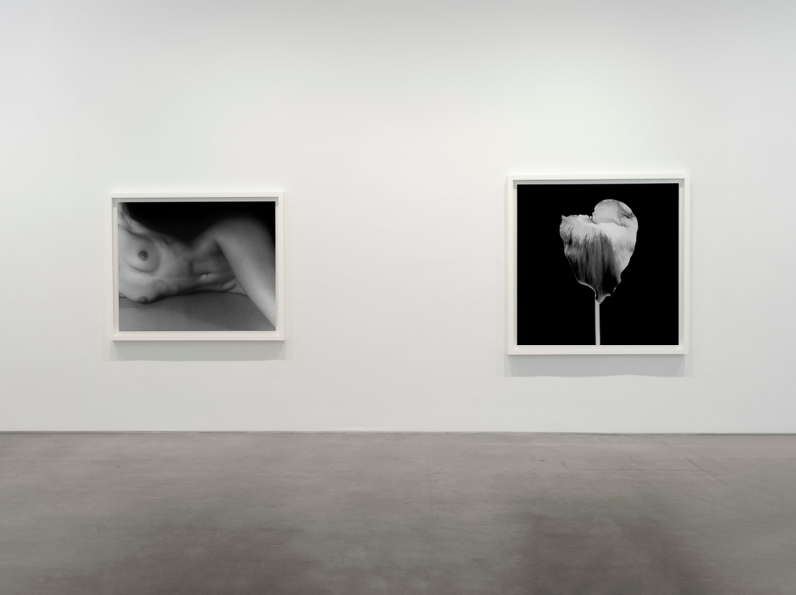ROBERT MAPPLETHORPE: UNTITLED
