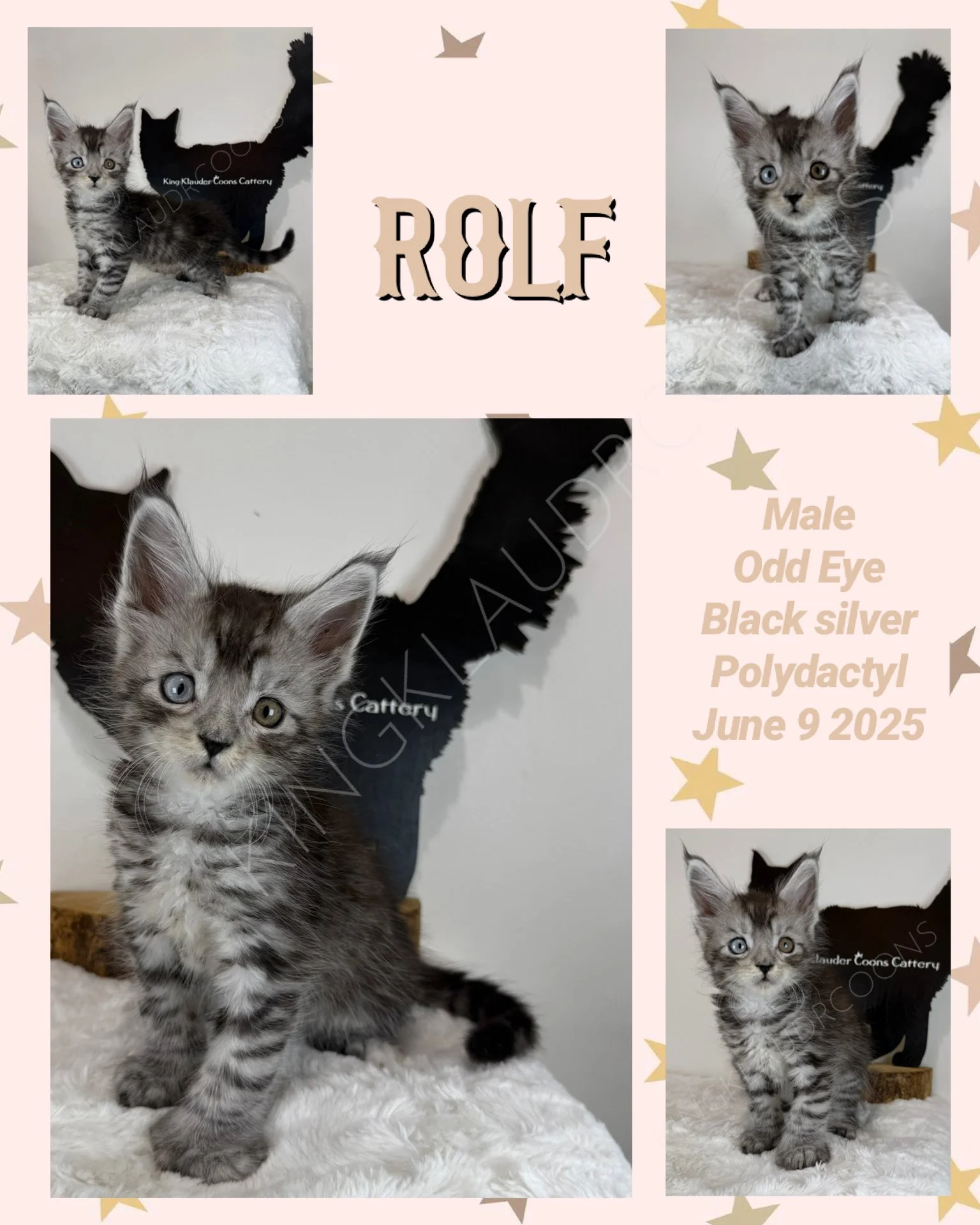 Meet Rolf, He’s a majestic feline whose charm captivates everyone he meets. With his striking odd eyes—one a brilliant sapphire blue and the other a warm golden amber—Rolf’s gaze is both mesmerizing and unforgettable. This unique trait adds to his un
