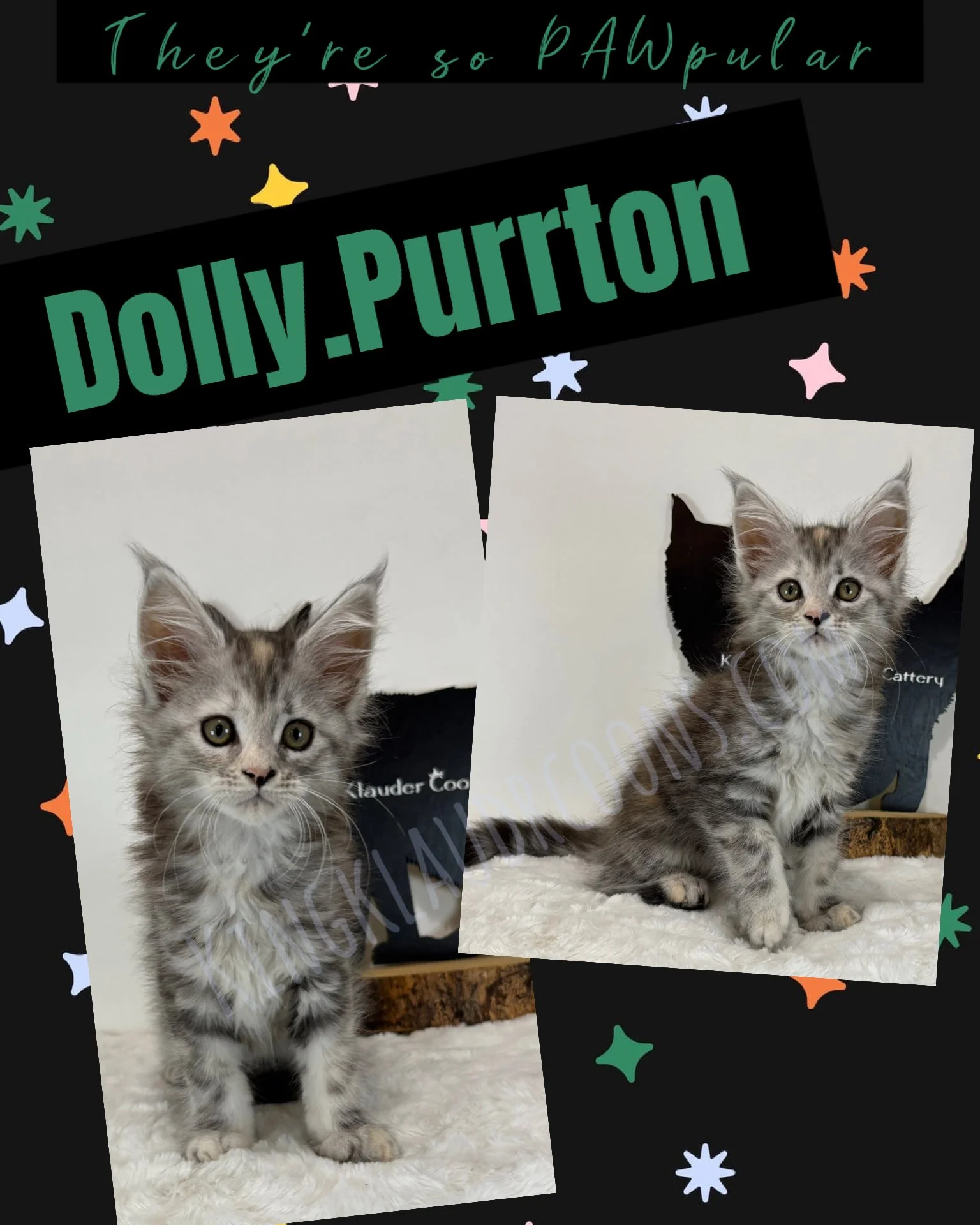 Dolly.Purrton - female
Charismatic and playful, this kitten exudes charm and confidence, strutting with a sassy sway in her step. Shes a glamorous feline with a platinum coat of fur that shimmers under the light. She serenades us with her melodic pur