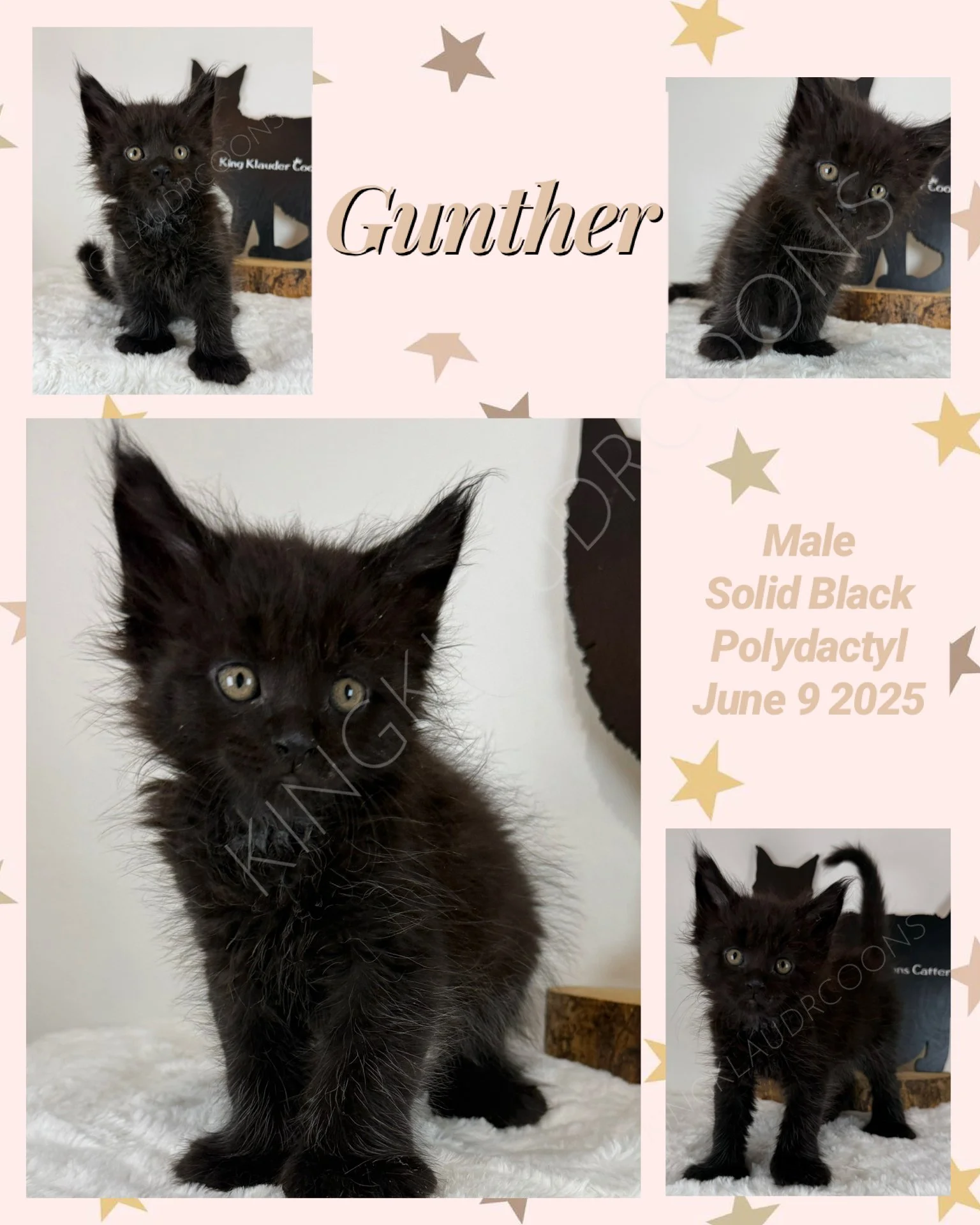 Meet Gunther, the sleek, solid black cat with eyes that gleam like midnight stars. His loyalty knows no bounds—always by your side, a steadfast shadow in both quiet moments and grand adventures. But don’t let his regal poise fool you; Gunther’s spunk