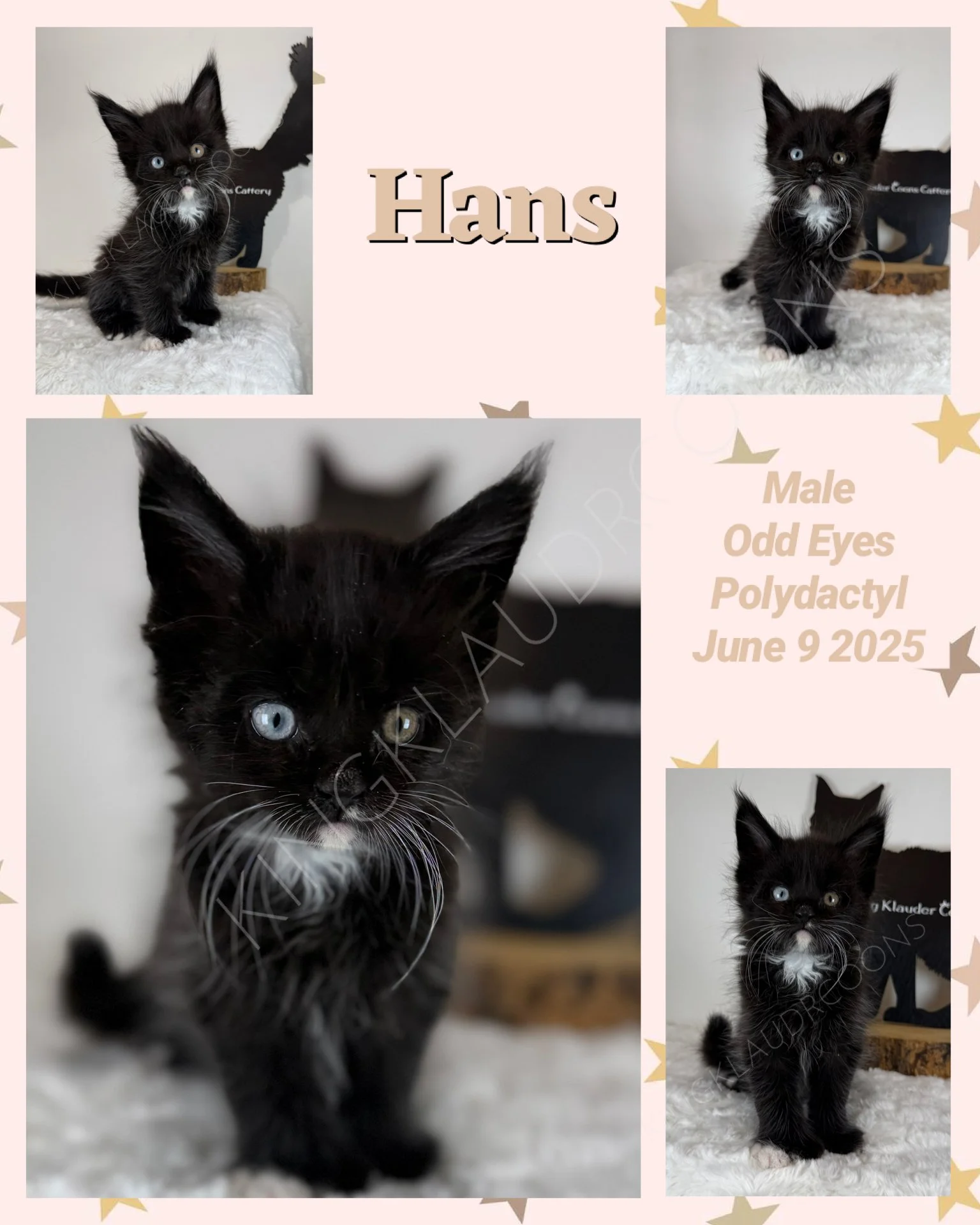 Meet Hans, the adorable black and white male kitten who will surely steal your heart. With his plush fur pattern resembling a little tuxedo, Hans embodies the charm and elegance of a dapper feline gentleman. But beyond his striking appearance lies a