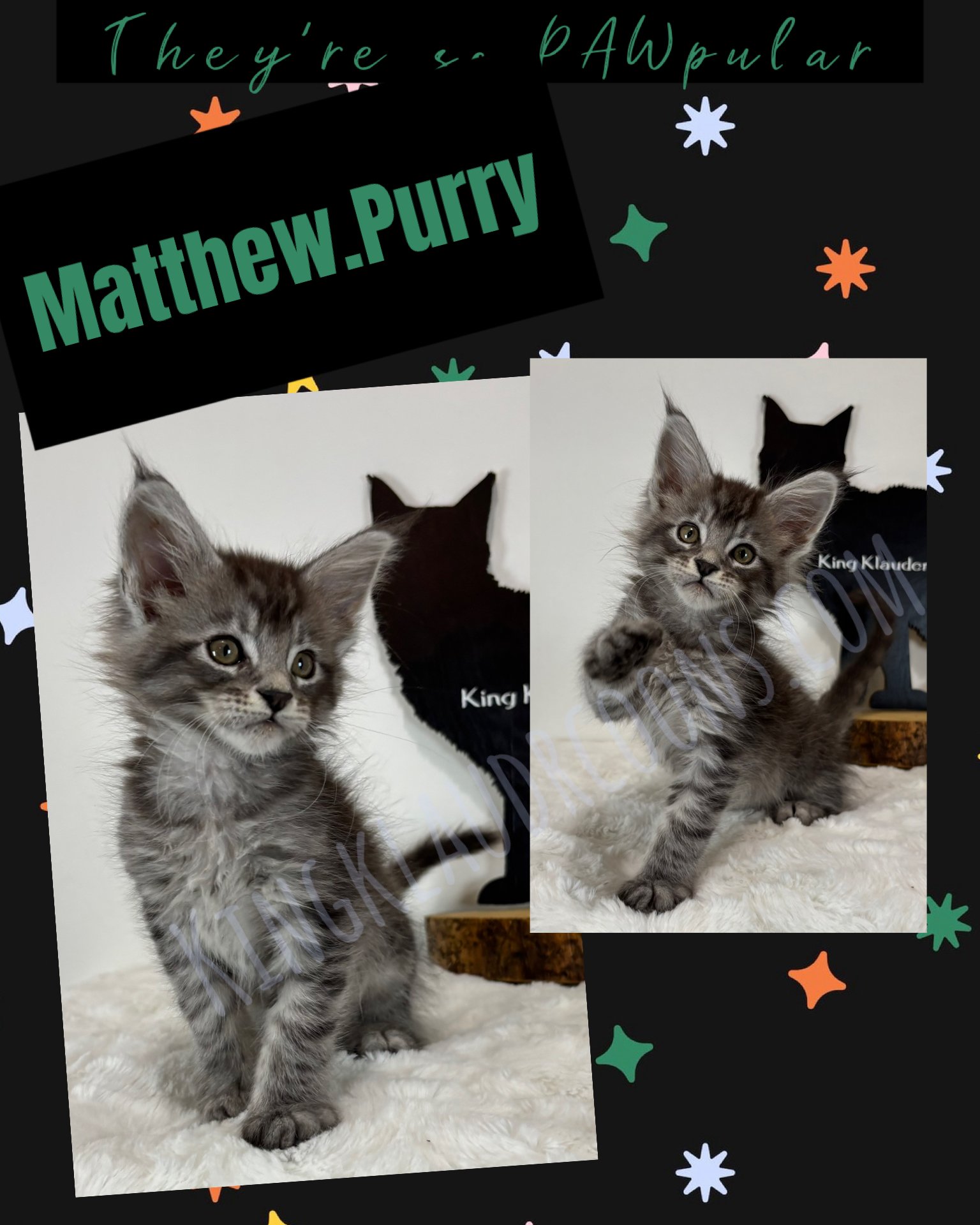 Matthew.Purry -Male
His playful side emerges when he thinks so ones watching- chasing after shadows or pouncing at imaginary foes. Yet, he maintains an air of sophistication as if he's auditioning for the next big role in the feline world. This kitte