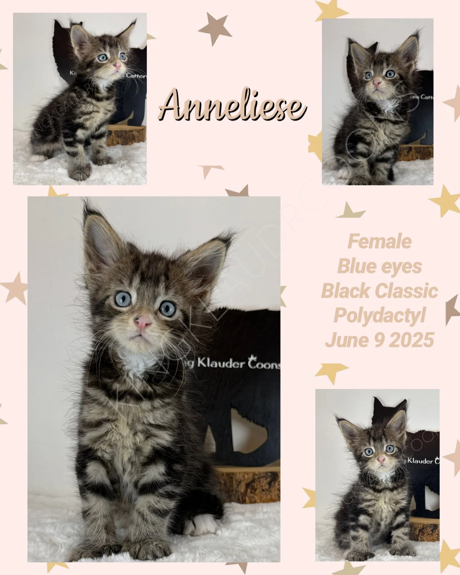 Meet Annalise, a delightful bundle of joy with brilliant blue eyes that twinkle with curiosity. This spirited German baby has a zest for adventure, always eager to explore her surroundings. Her favorite pastime? Climbing! Whether it's scaling the pil