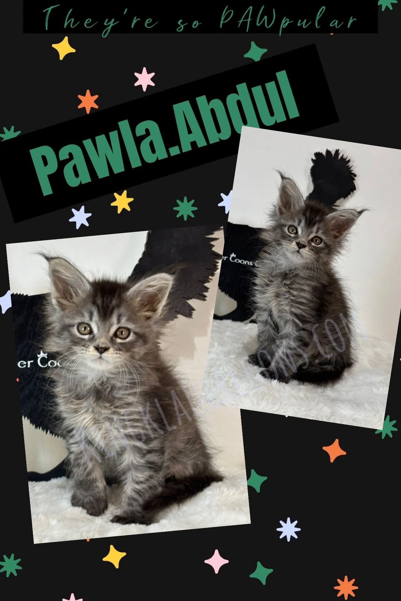 Pawla.Abdul -Female
With a lithe, agile body, she exudes rhythm in every step, her movement fluid and dance-like, even when she's prowling around. She's affectionate and playful, always the life of the room. She's vocal and expressive, her "meows" ca