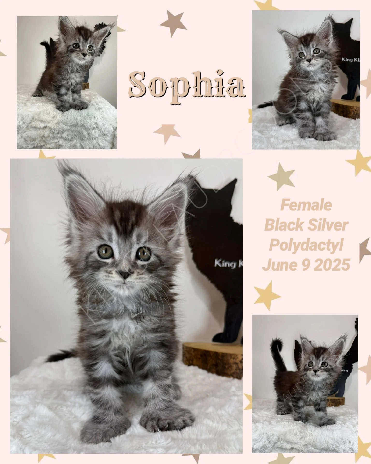 Meet Sophia, the sweetest German kitty with eyes as big as her heart! Her dazzling gaze pulls you in, reflecting a warmth that's impossible to resist. With a soft purr and an affectionate nuzzle, Sophia spreads love and comfort wherever she goes. Her