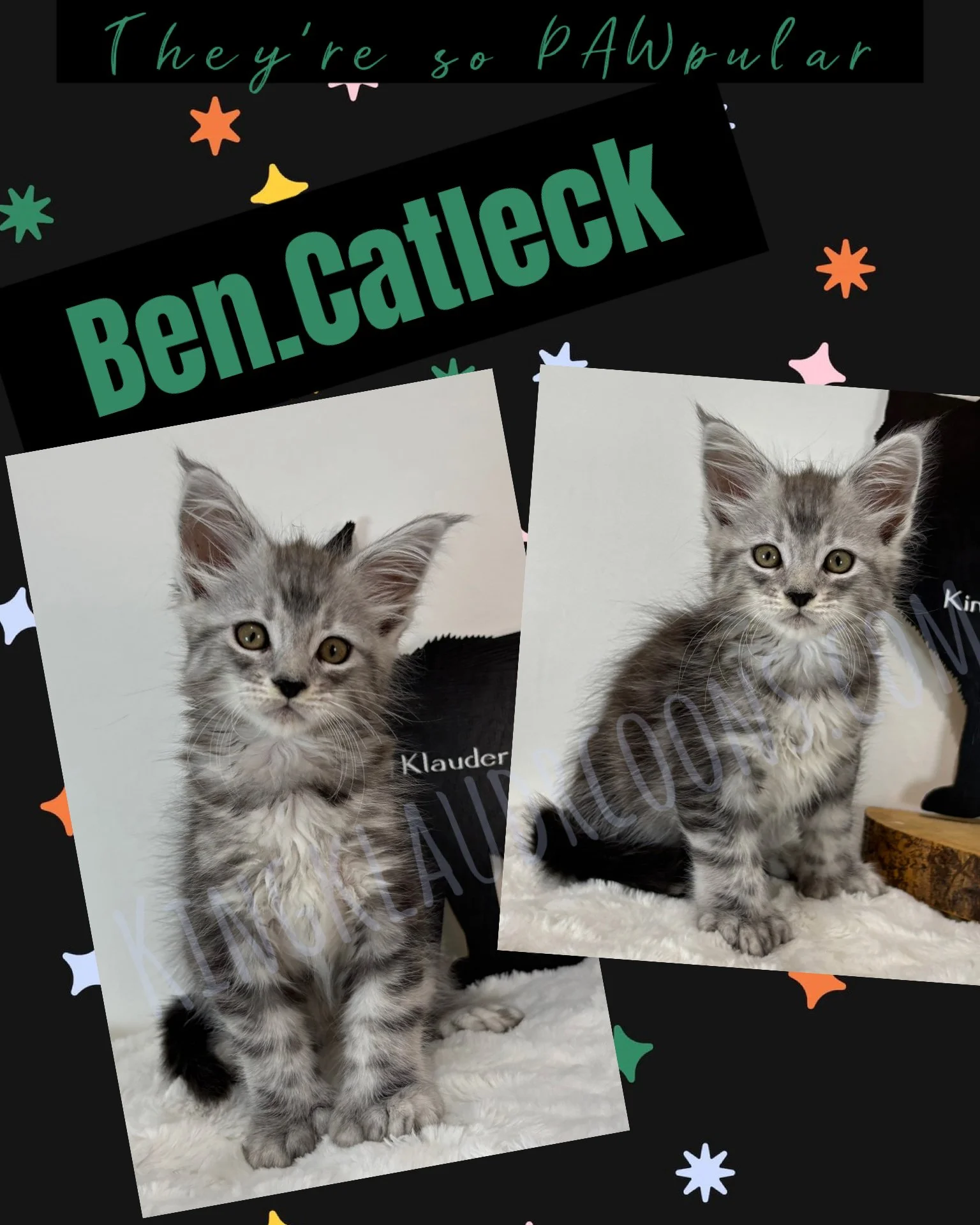 Ben.Catleck -Polydactyl Male
His lean, muscular frame is a testament to his adventurous nature, and he possess an uncanny knack for charming everyone around him with his sly, knowing grin and the unmistakable swagger in his step. This kitty exudes ch