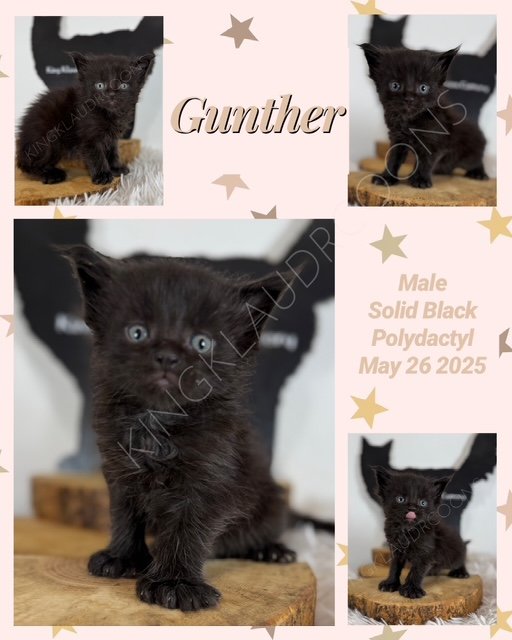 Meet Gunther, the sleek, solid black cat with eyes that gleam like midnight stars. His loyalty knows no bounds—always by your side, a steadfast shadow in both quiet moments and grand adventures. But don’t let his regal poise fool you; Gunther’s spunk