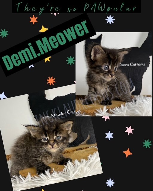 Demi.Meower -Female
A sleek sophisticated feline with striking features and deep black glossy hair. She is poised and graceful, moving with charm and independence. A soft, velvety voice in her purr would hint at a charismatic yet enigmatic personali