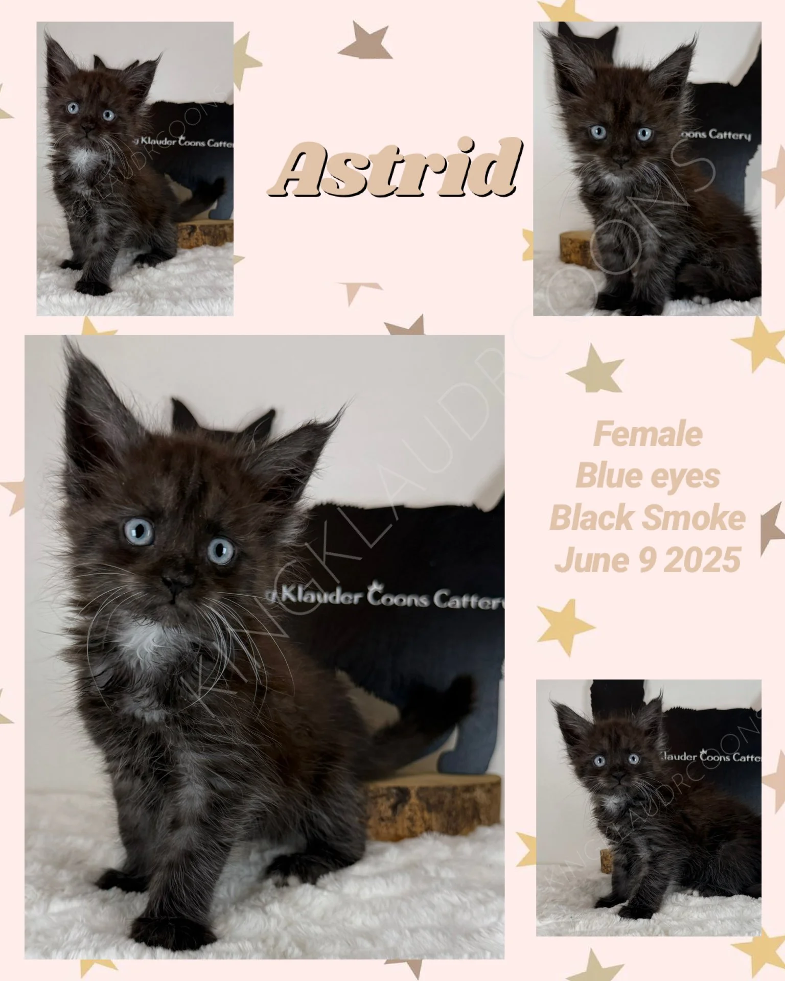 Meet Astrid, a fierce, blue-eyed female kitten whose spirit shines as brightly as her brilliant gaze. From the moment she pounces into a room, her undeniable strength and determination become apparent. Astrid approaches every new adventure with fearl