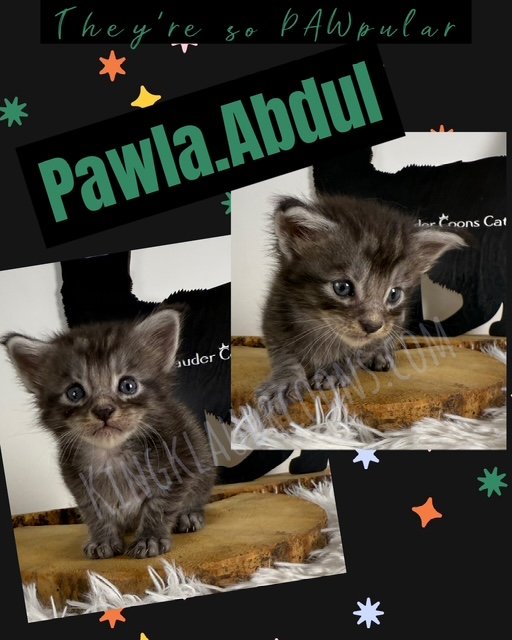 Pawla.Abdul -Female
With a lithe, agile body, she exudes rhythm in every step, her movement fluid and dance-like, even when she's prowling around. She's affectionate and playful, always the life of the room. She's vocal and expressive, her "meows" ca