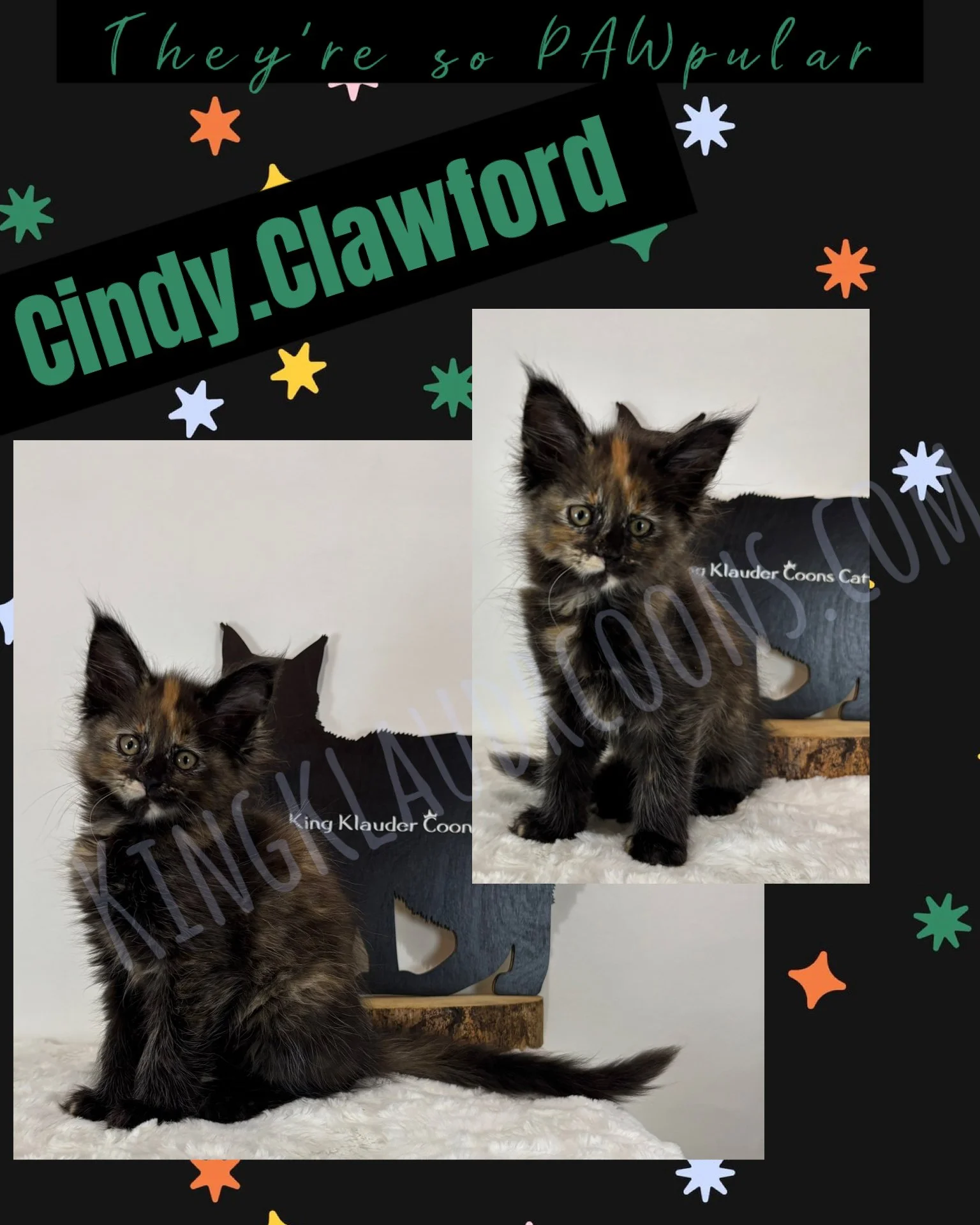 Cindy. Clawford -Female
Her large eyes are captivating, framed by dark and expressive markings that mimic an iconic beauty! She has a natural charm and distinctive flair. This kitty can be both a runway model of the feline world and a cozy companion,