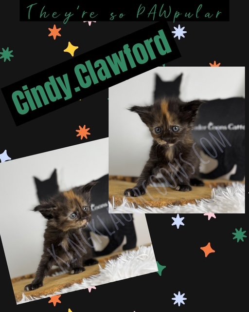 Cindy. Clawford -Female
Her large eyes are captivating, framed by dark and expressive markings that mimic an iconic beauty! She has a natural charm and distinctive flair. This kitty can be both a runway model of the feline world and a cozy companion,