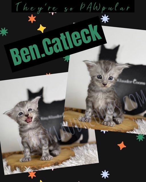 Ben.Catleck -Polydactyl Male
His lean, muscular frame is a testament to his adventurous nature, and he possess an uncanny knack for charming everyone around him with his sly, knowing grin and the unmistakable swagger in his step. This kitty exudes ch