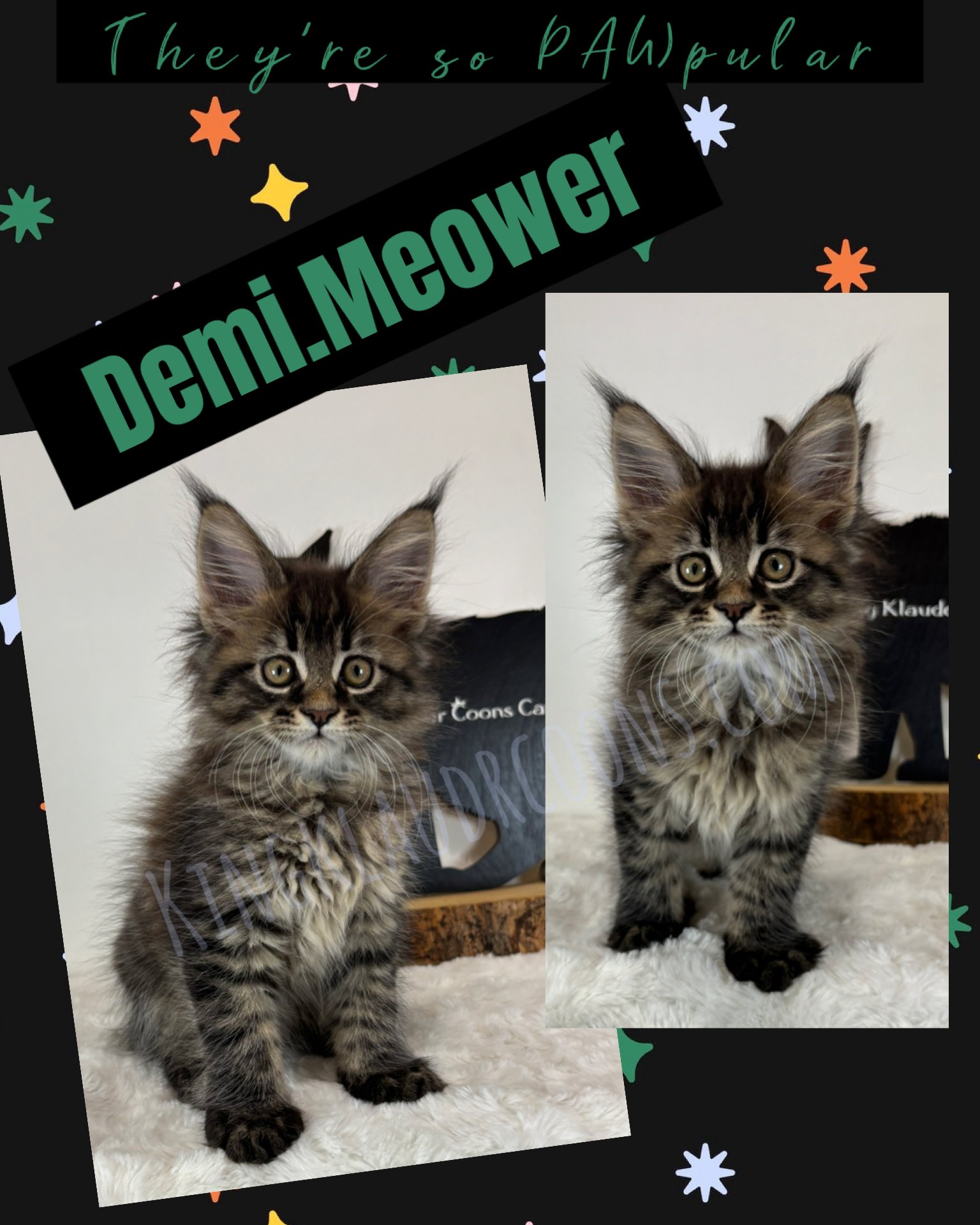 Demi.Meower -Female
A sleek sophisticated feline with striking features and deep black glossy hair.  She is poised and graceful, moving with charm and independence. A soft, velvety voice in her purr would hint at a charismatic yet enigmatic personali