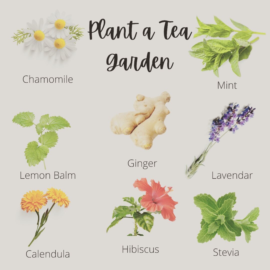 What can cool you down on a hot summer day, and soothe a sore throat on a frosty winter night? It&rsquo;s the second most consumed beverage in the world, Tea.

🌸Chamomile is known for its calming effects, but the small, daisy-like flower can also in
