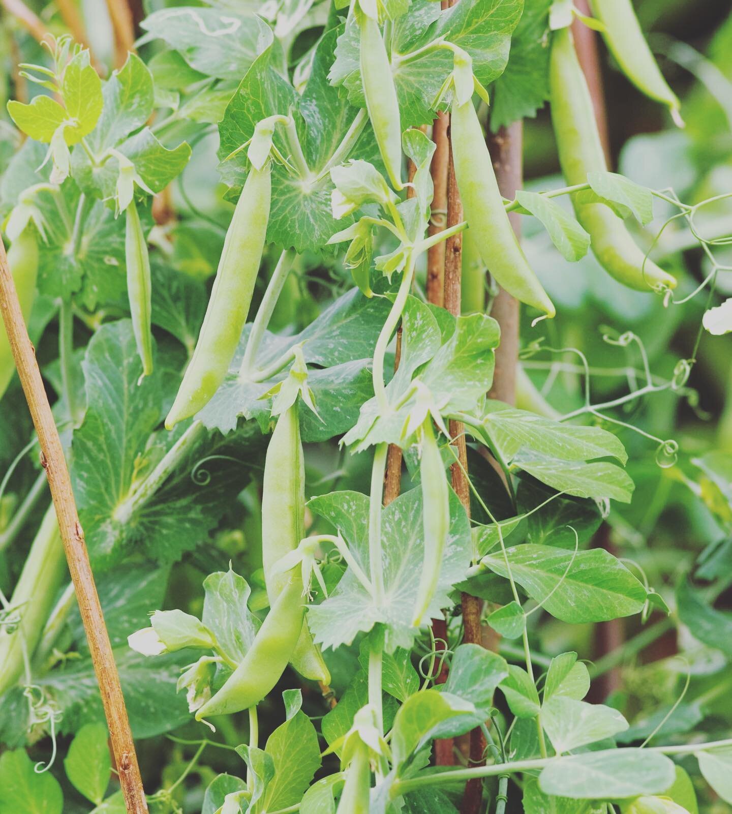 Let&rsquo;s talk about the different types of peas.  Peas grow best when temperatures are between 50-70&deg;F (10-21&deg;C). There are three types of peas to grow&mdash;shelling, snow, and snap.
&bull; Shelling peas are the classic garden pea. There 
