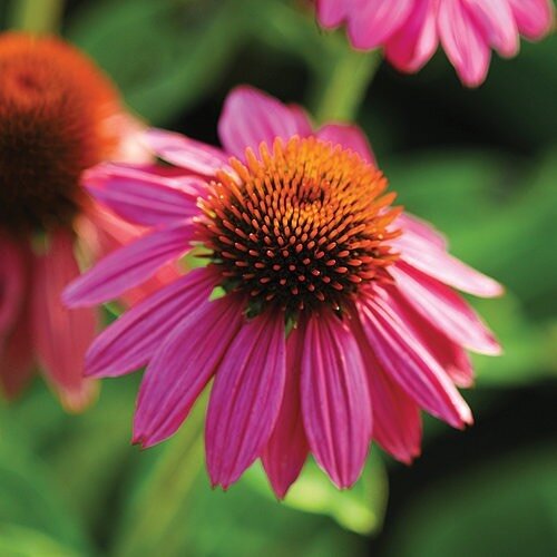 Looking to plant more natives this year? Here are three of our favorite native cultivars that we see pollinating bees, butterflies and hummingbirds enjoying our community garden. 🌸Echinacea, 🌿Bee balm and the 🌻Tuscan Sunflower.
