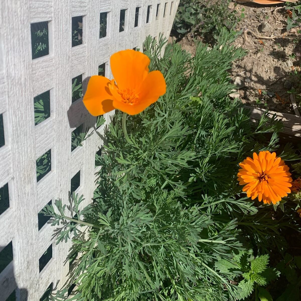 Butterfly Garden is starting to bloom!