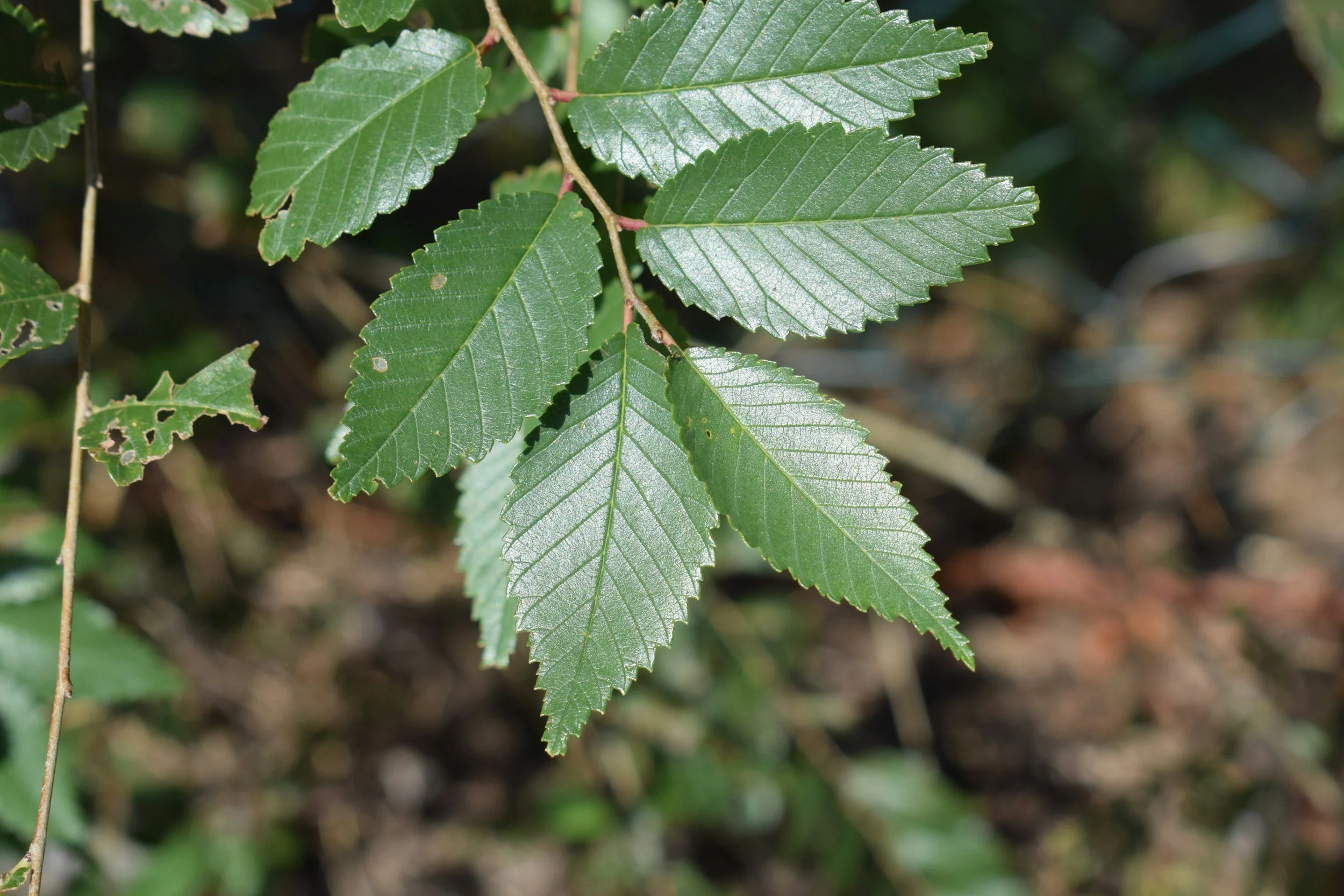 Slippery Elm: The Inner Bark That Heals 