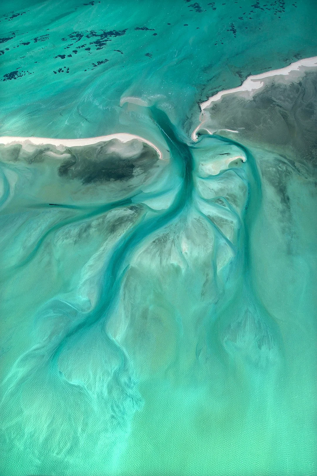 Tidal Tree.jpg