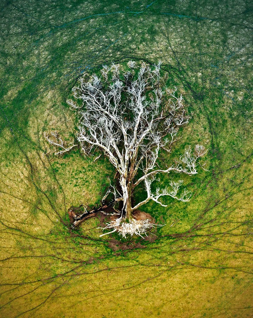 01+Tree+of+Life+Small.jpg