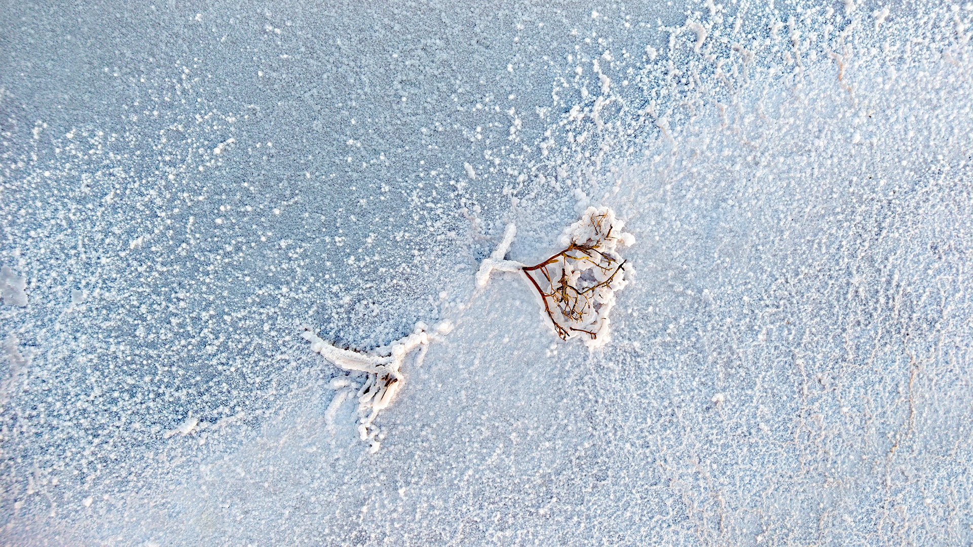 Mineral Bloom.jpg