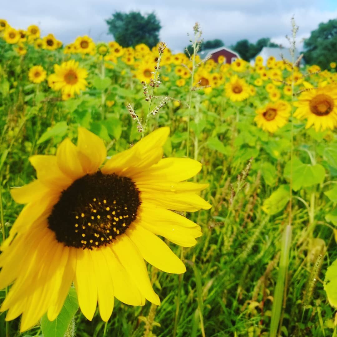 Come and visit our Sunflower trail &amp; U-Pick!  Open daily from 8 am til dusk.  Please pay at the market before going up the hill to the sunflower patch. 🌻🌻🌻🌻🌻🌻🌻🌻🌻🌻🌻🌻🌻🌻🌻🌻🌻 #hennigars #hennigarsfarmmarket #sunflowers #doitinwolfvill